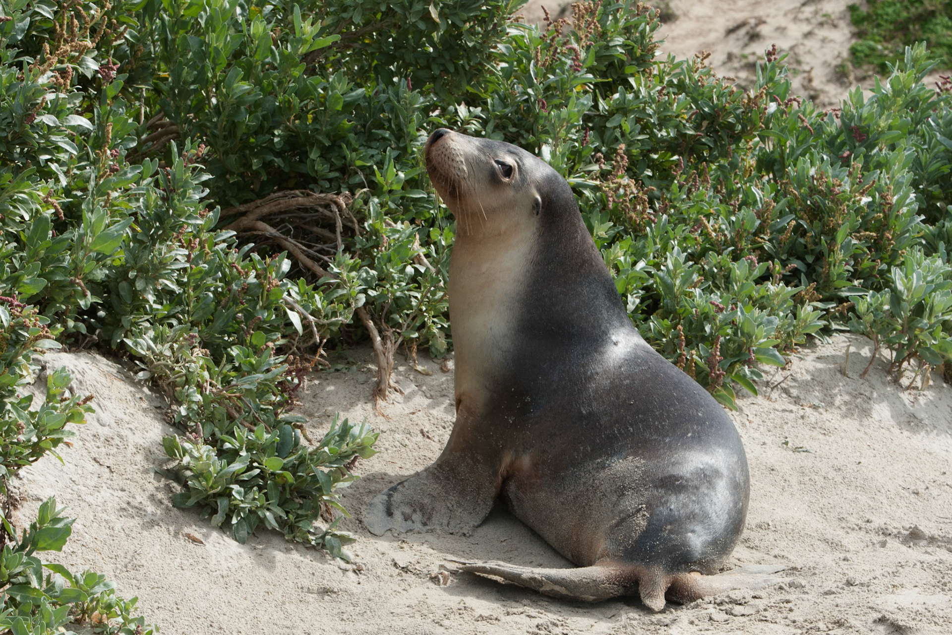 Australian sealions, Seal Bay, Kangaroo Island