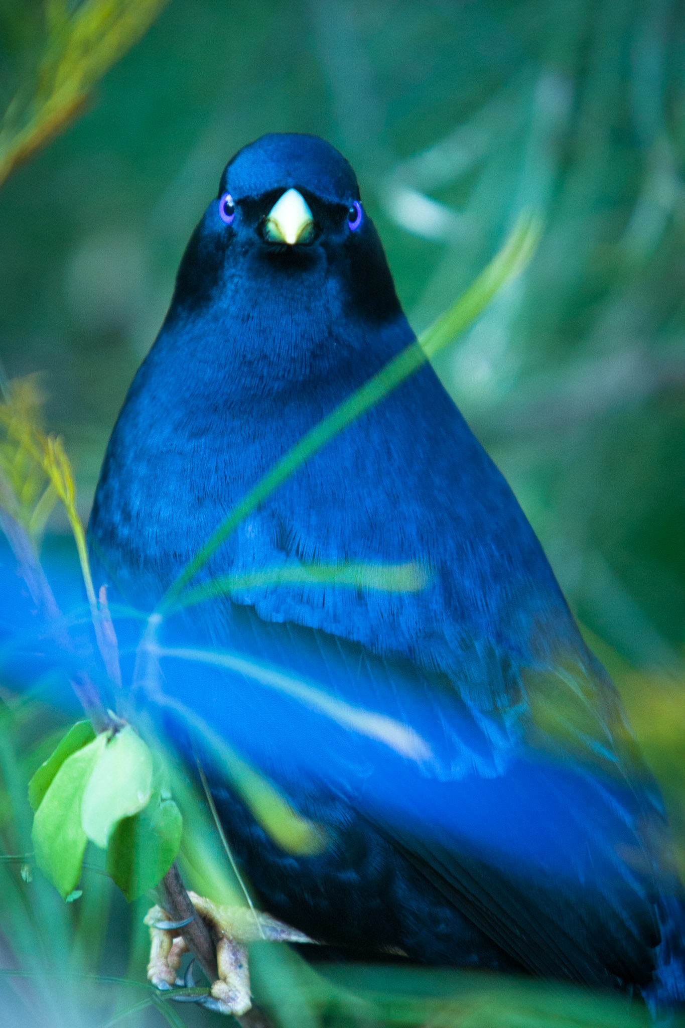 Lamington National Park, Queensland