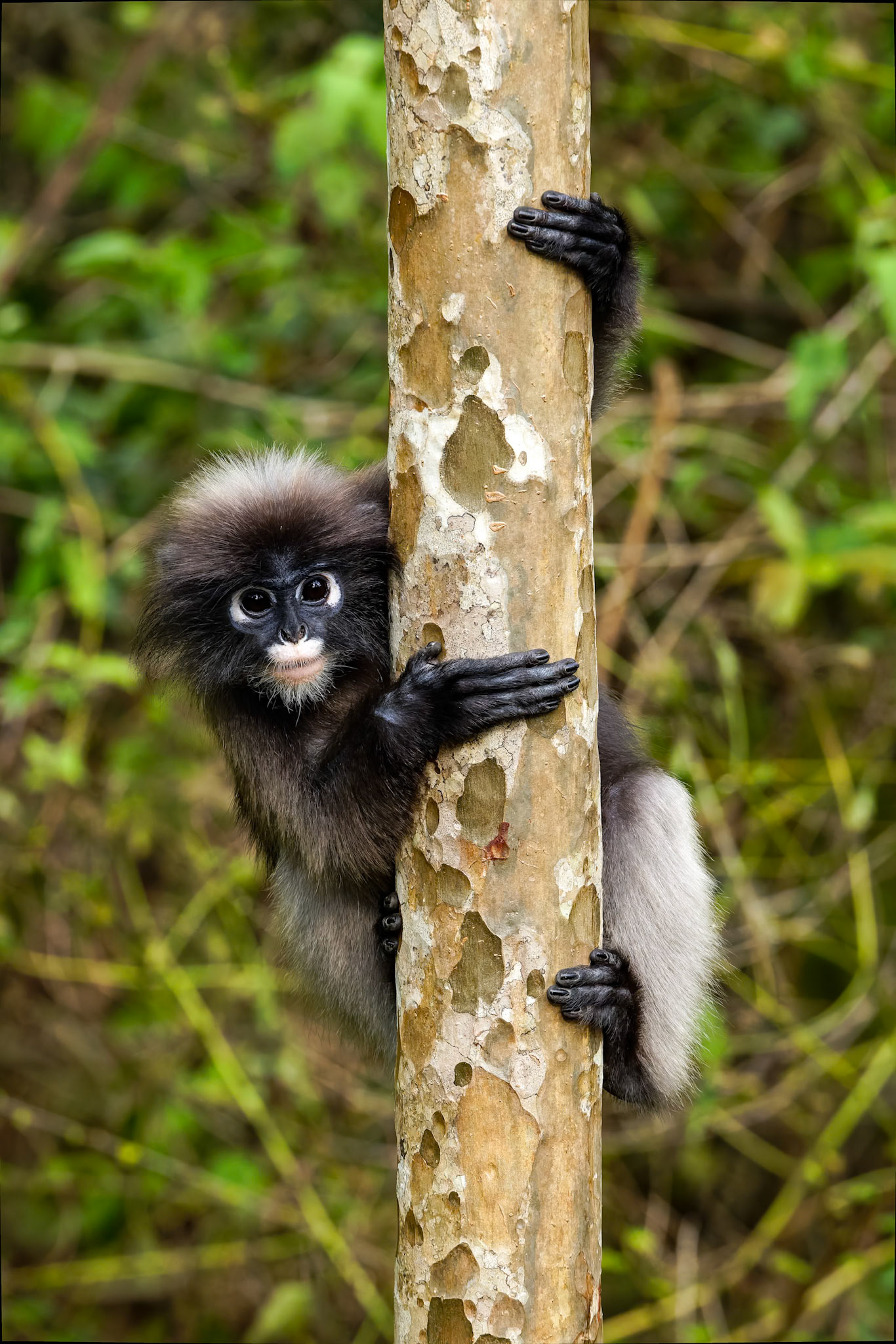 Dusky langur, Khaeng Krackan National Park, Thailand