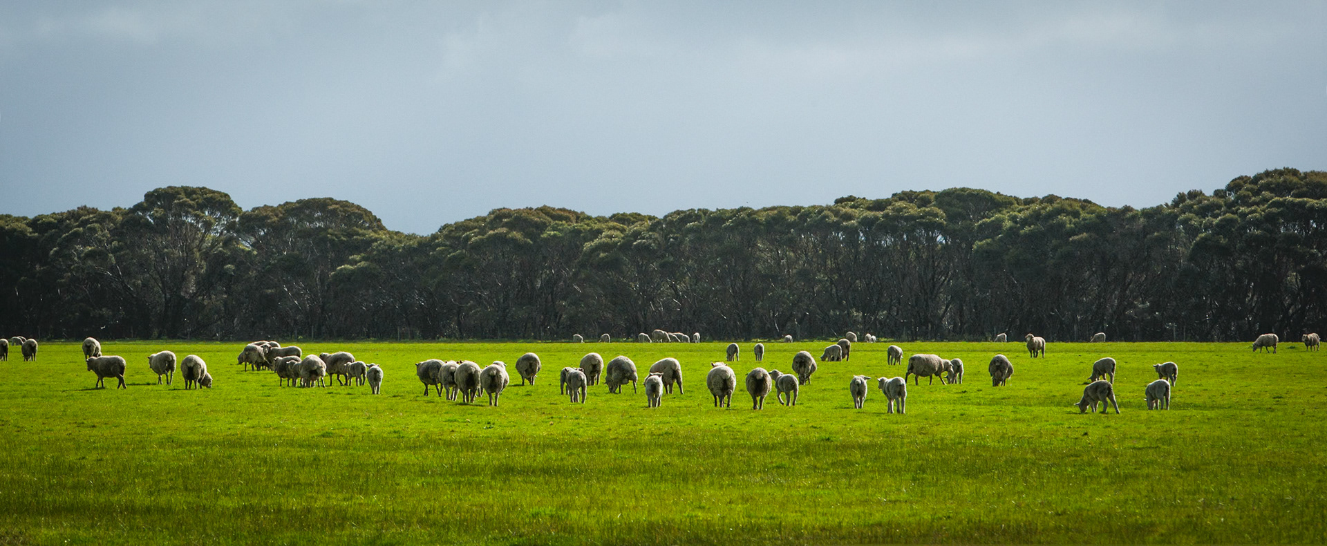 Sheep, near Lavendar Bay, Kangaroo Island