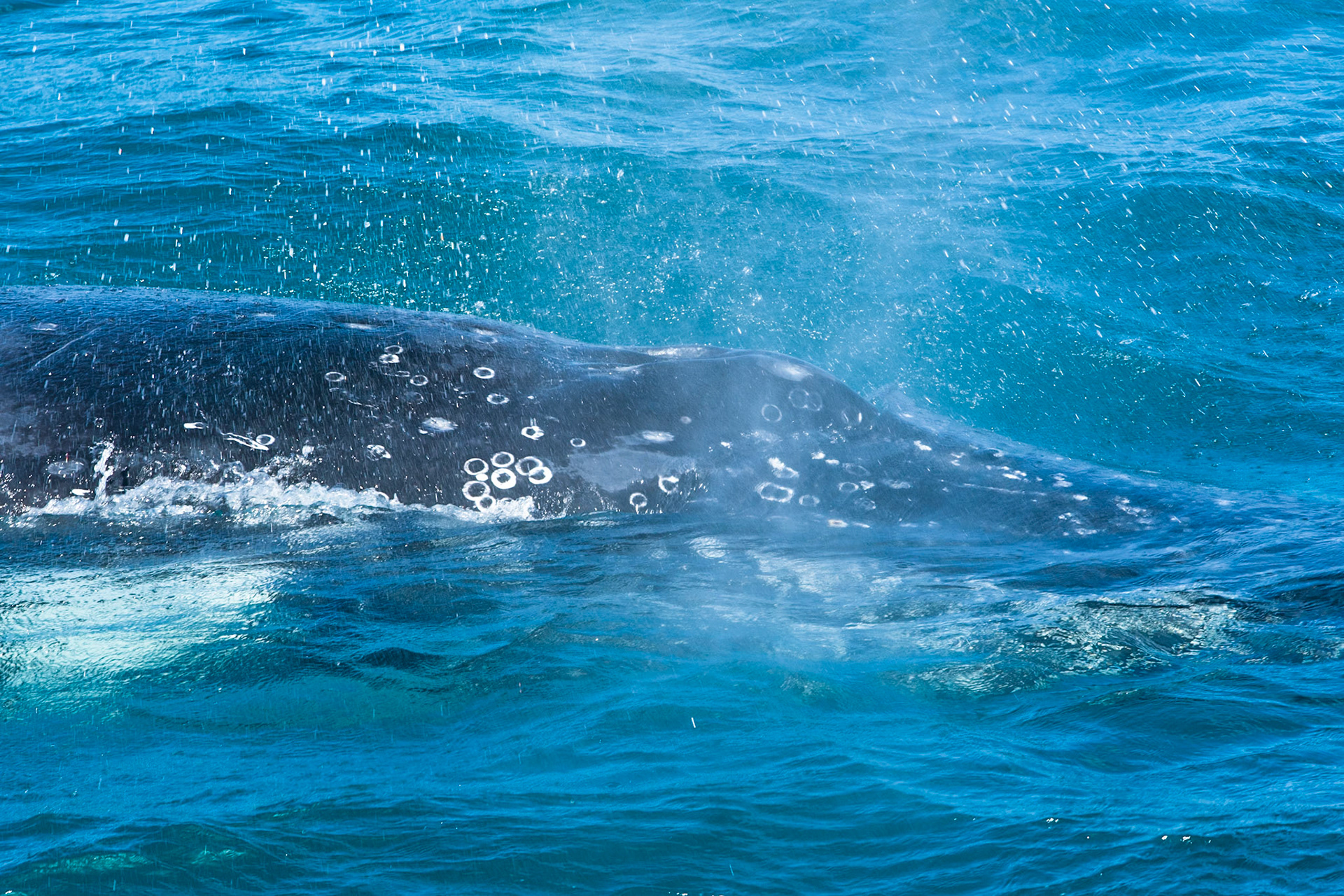 Humpback whale spout and spray, Hervey Bay near Fraser Island, Queensland