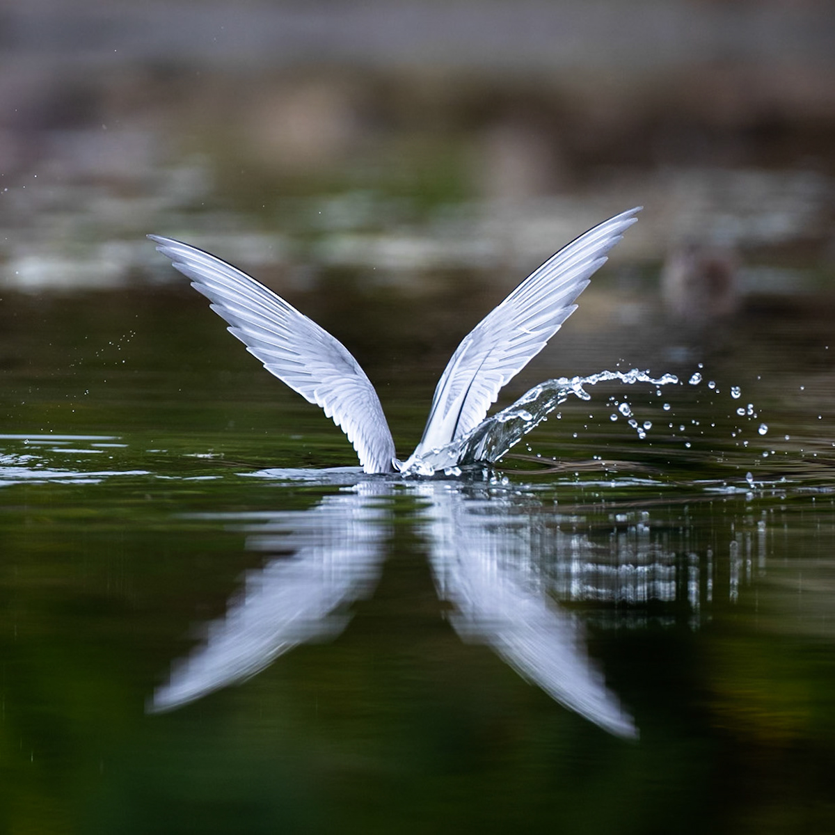 Arctic tern, Grímsey Island, Iceland