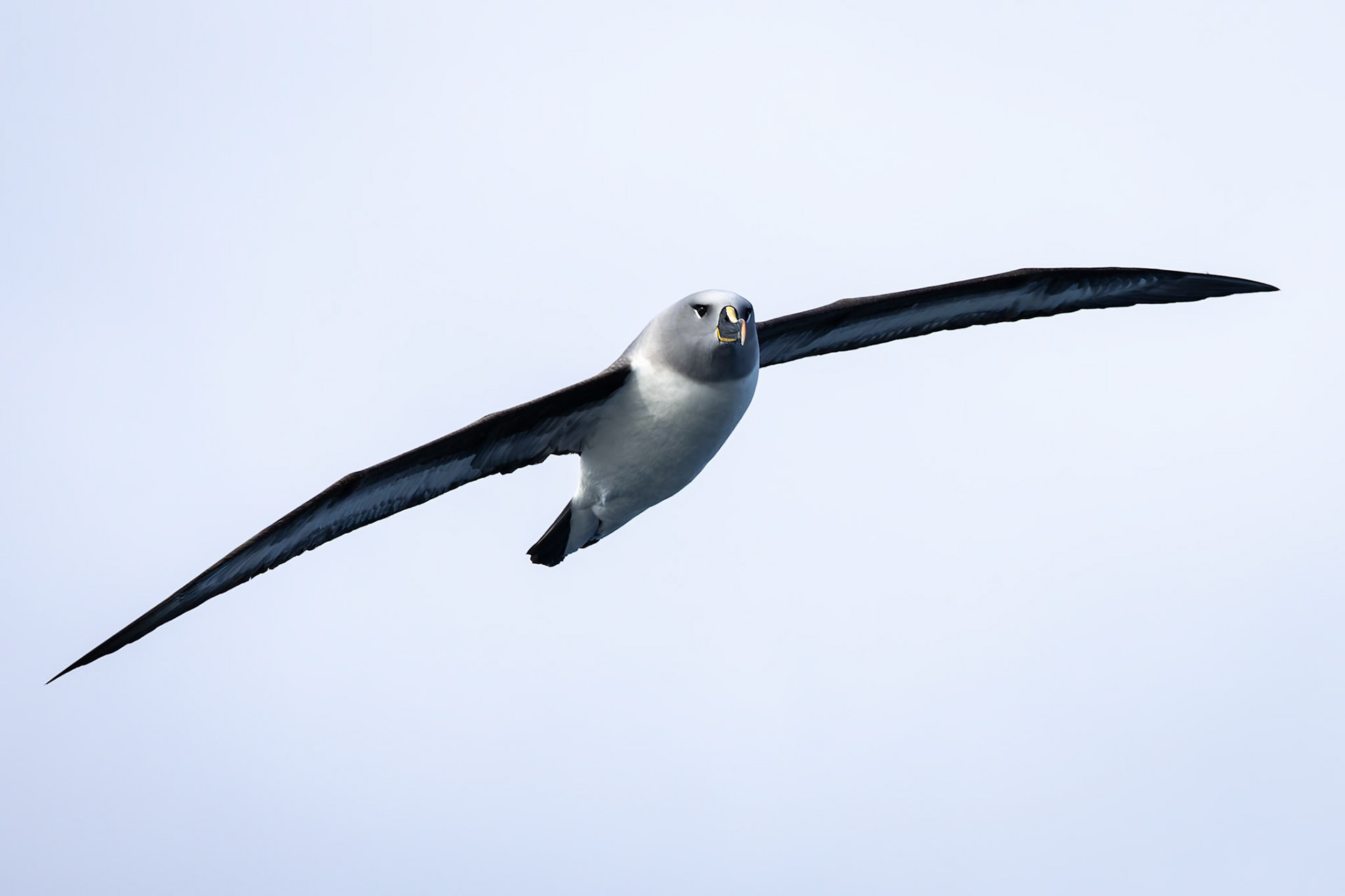 Grey-headed albatross, towards Ushuaia, Argentina