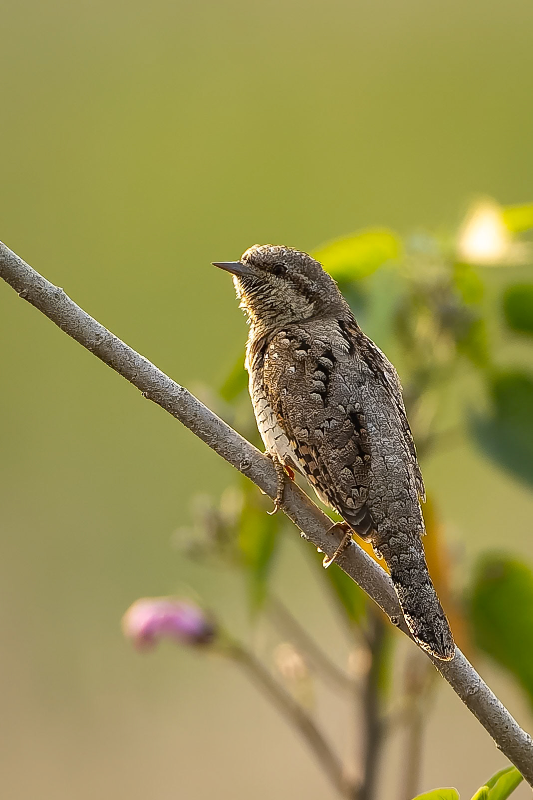 Eurasian wryneck, Khana, India