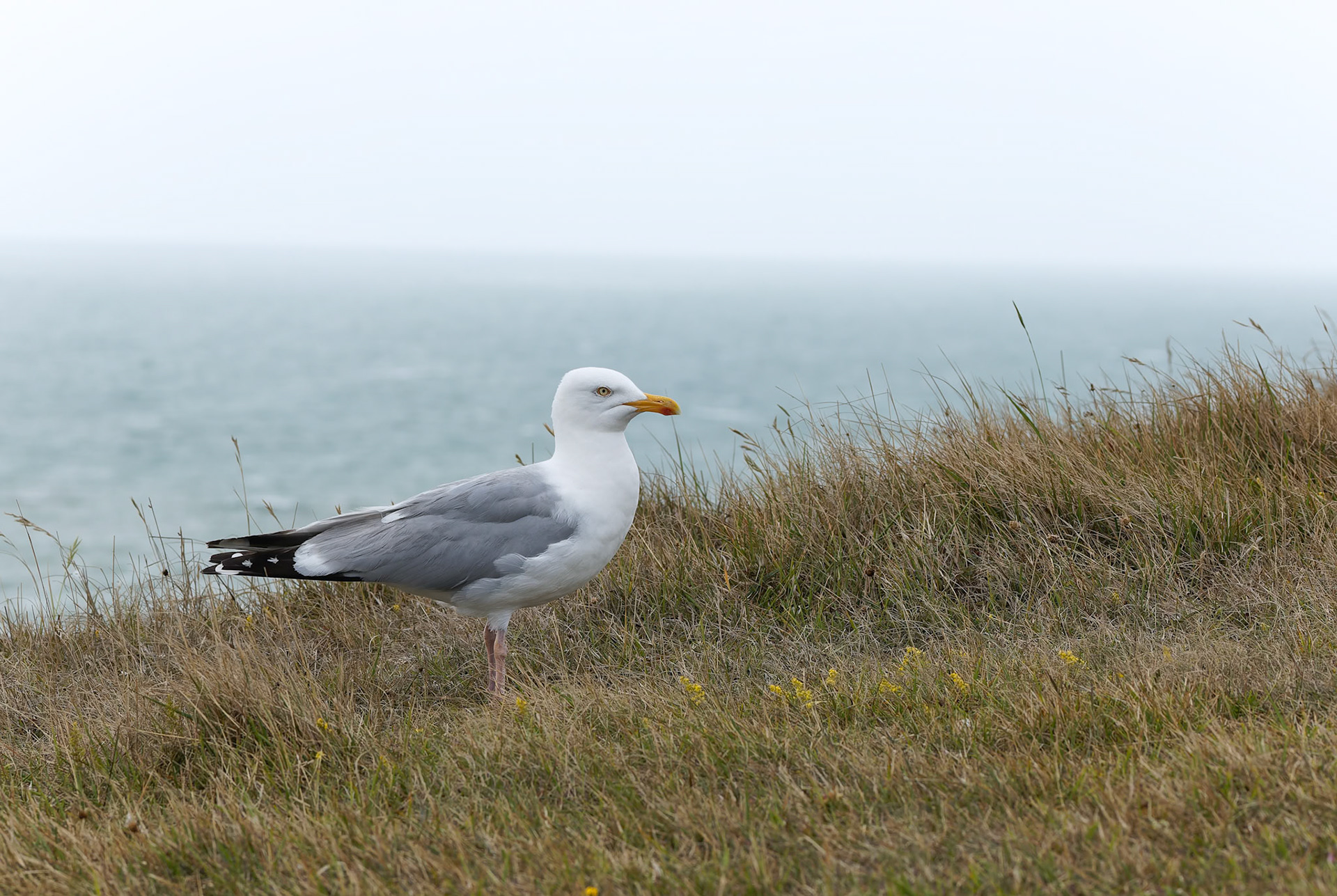 European herring gull, Birling Gap and Seven Sisters, United Kingdom