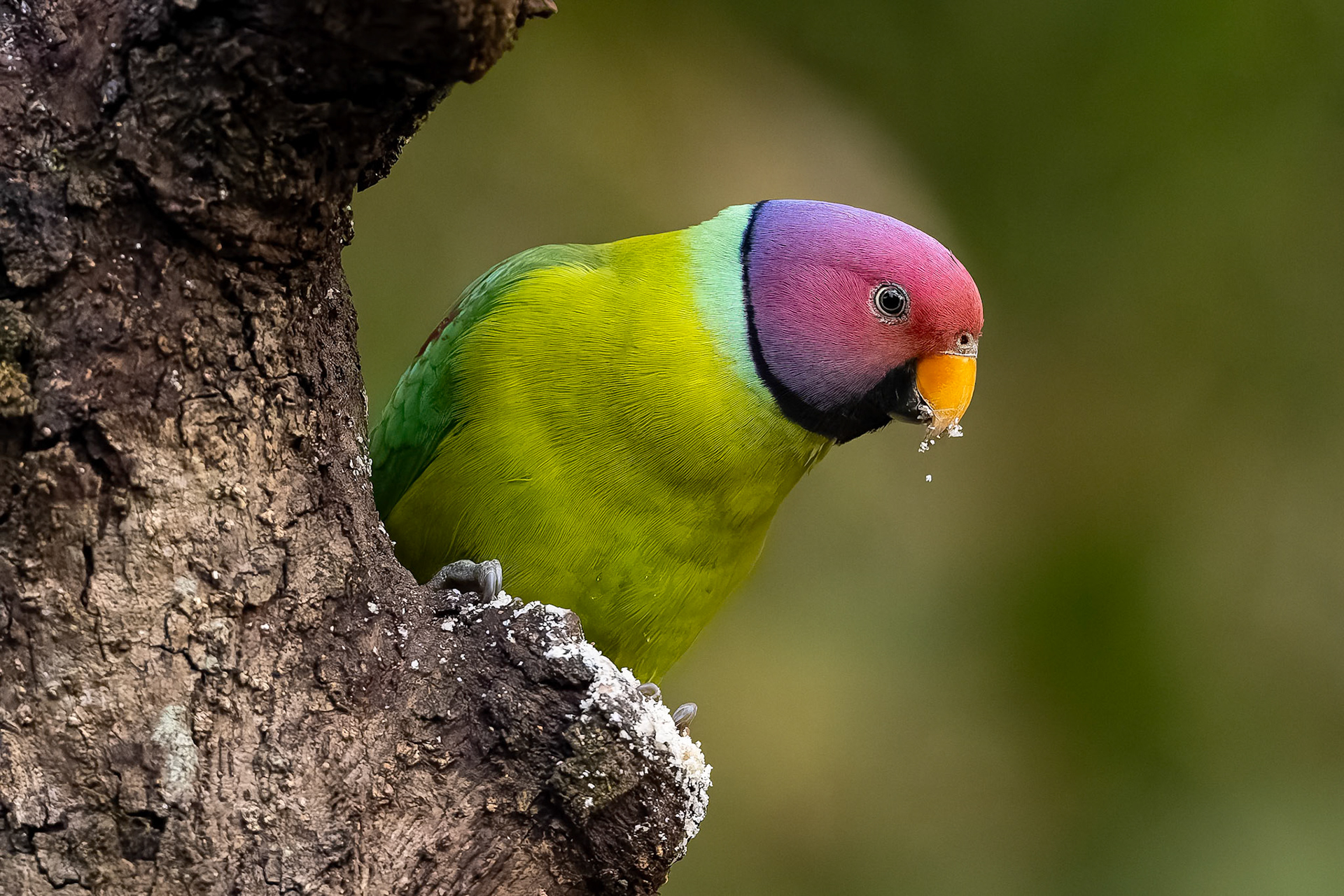 Plum-headed parakeet, Bird's Den, Corbett Tiger Reserve, India