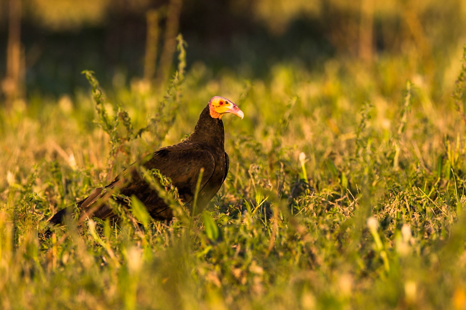 Lesser yellow-headed vulture, Pousada Piuval, Pantanal, Brazil
