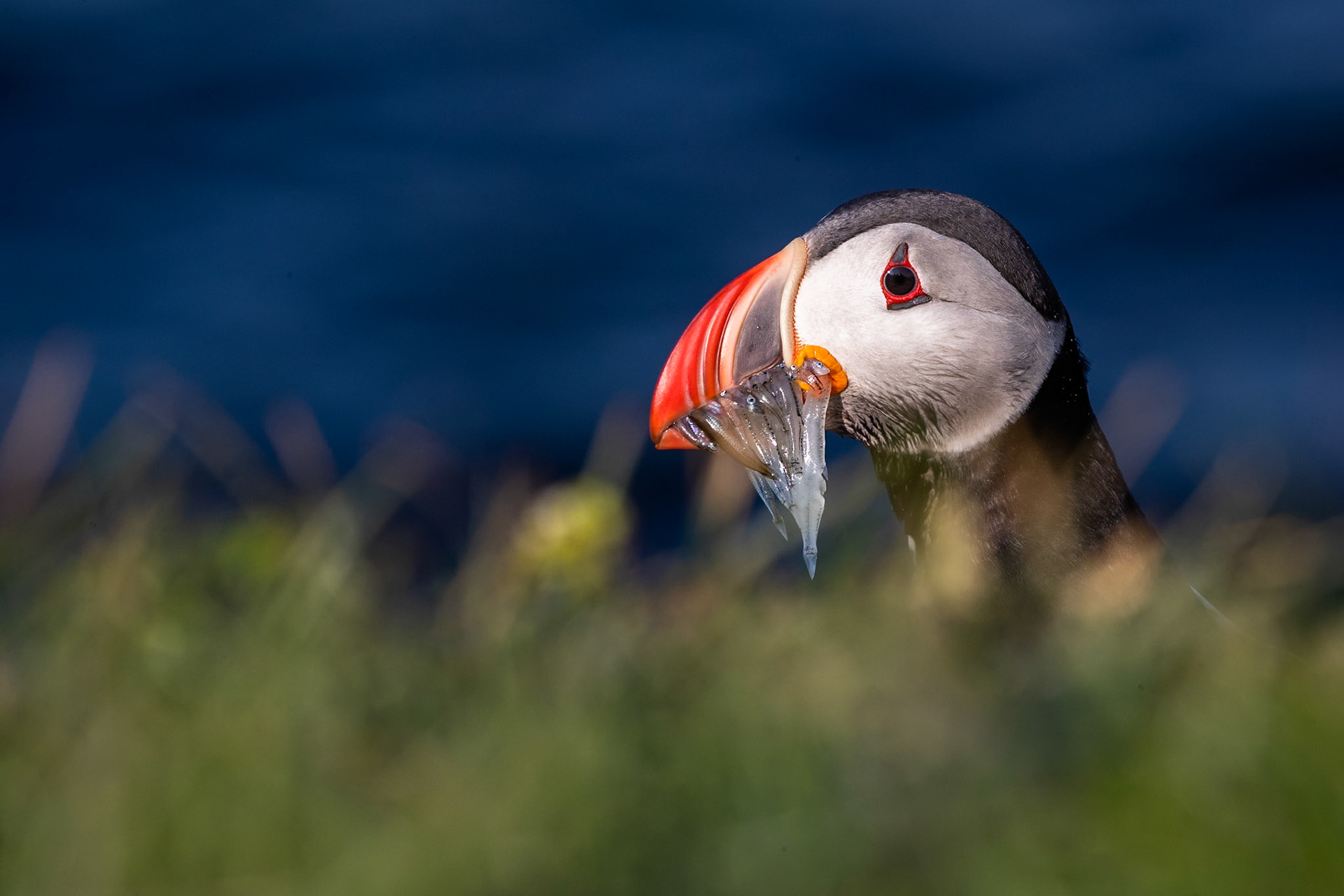 Atlantic puffin, Grímsey Island, Iceland