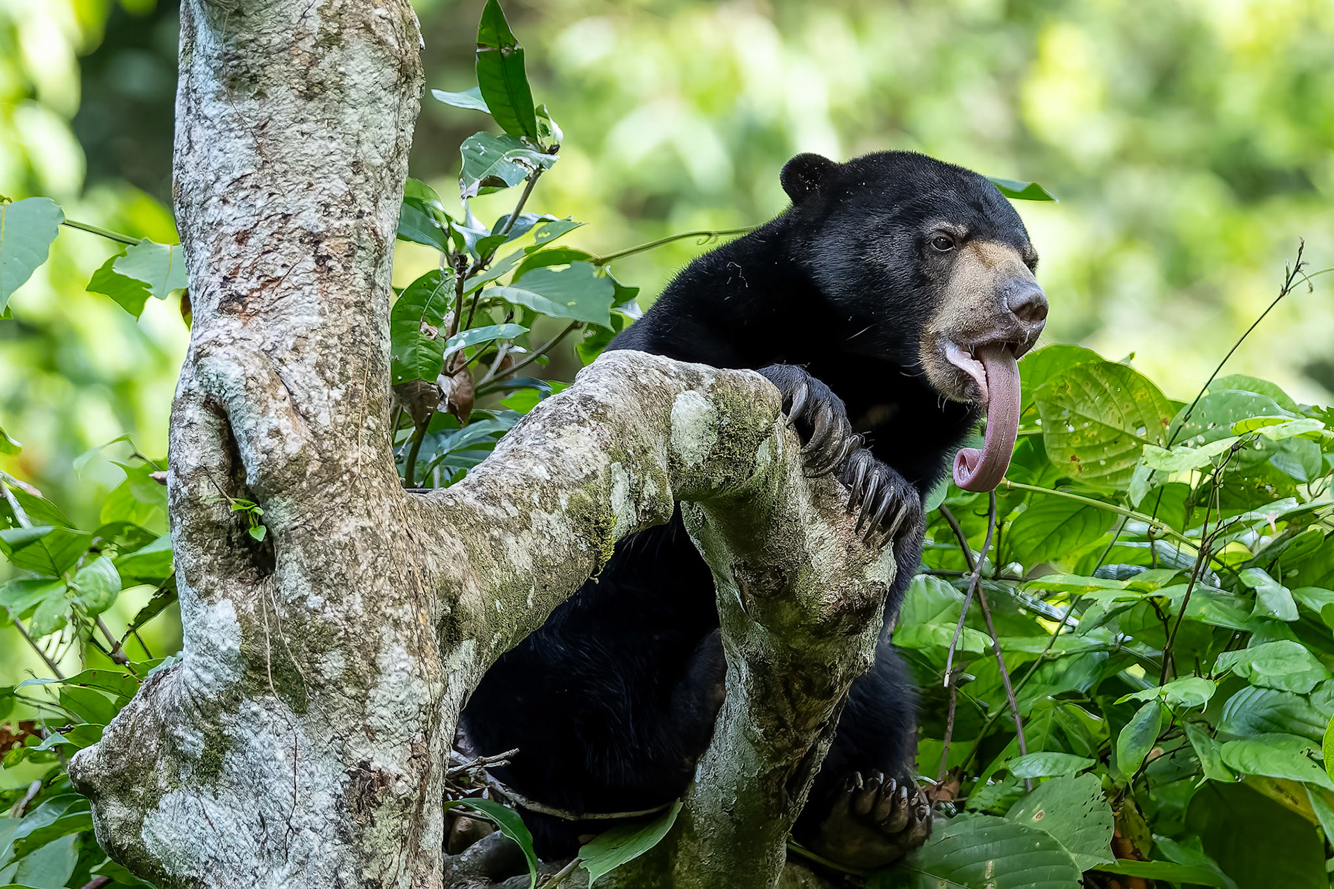 Bornean sun bear, Sepilok, Borneo