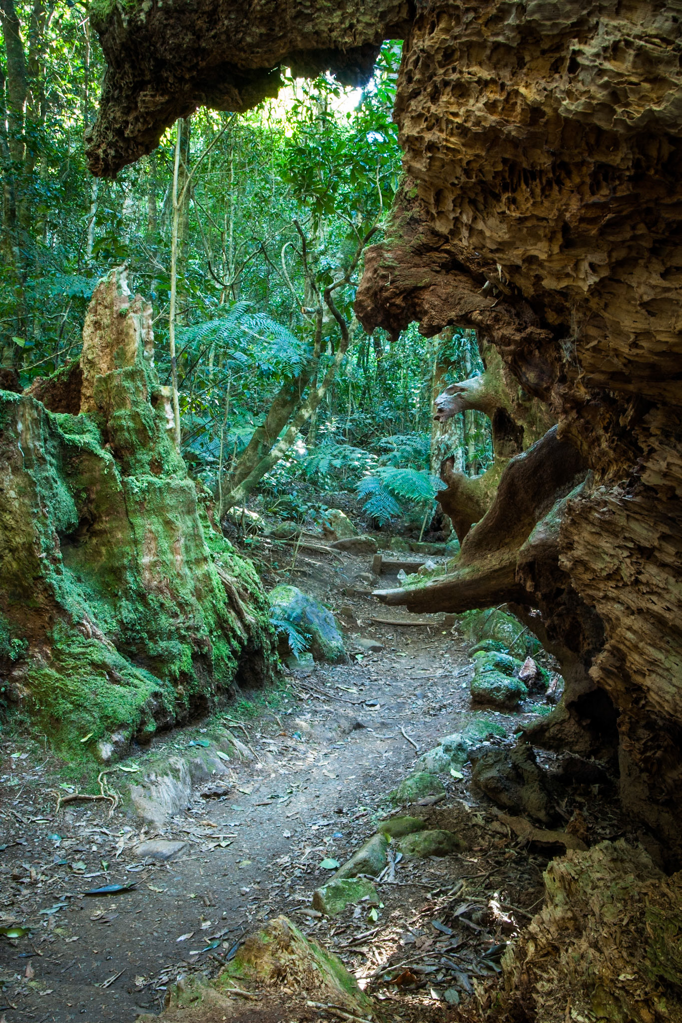Lamington National Park, Queensland