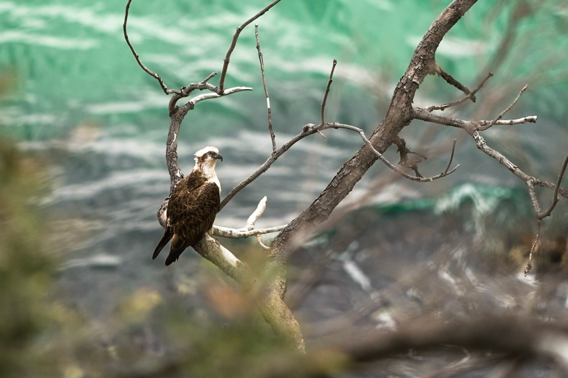 Eastern Osprey, Stradbroke Island, Queensland