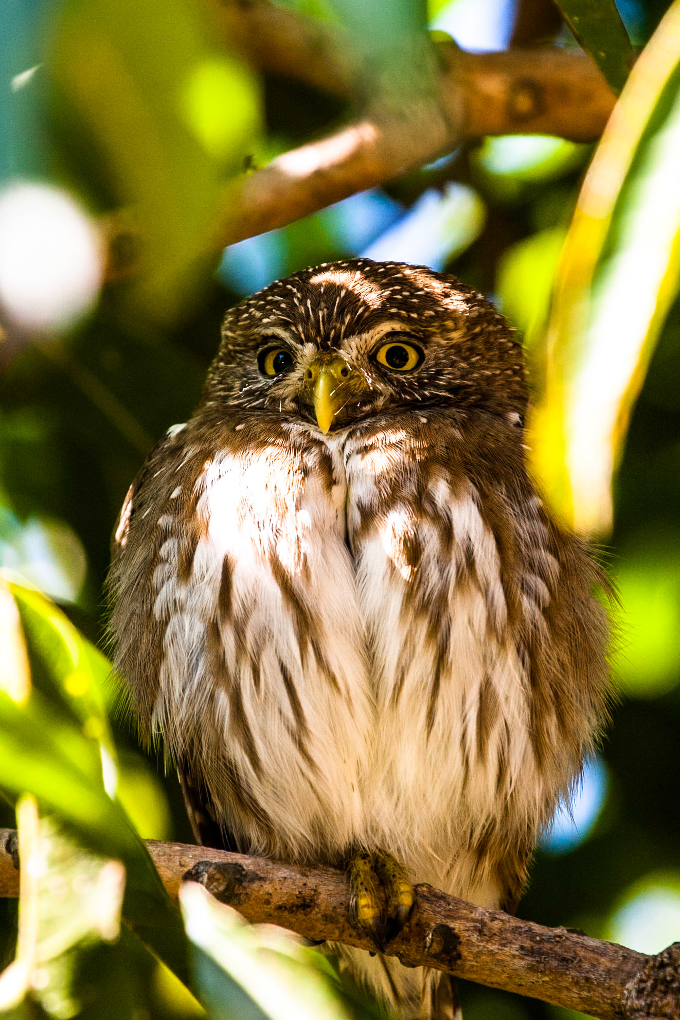 Ferruginous pygmy owl, Mato Grosso, Pantanal, Brazil