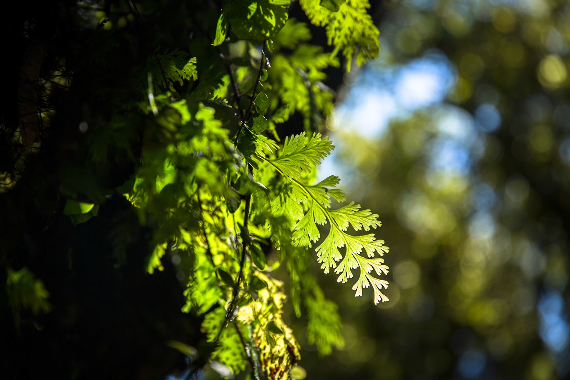 Hollyford Track, Pyke Lodge to Martin's Bay, New Zealand