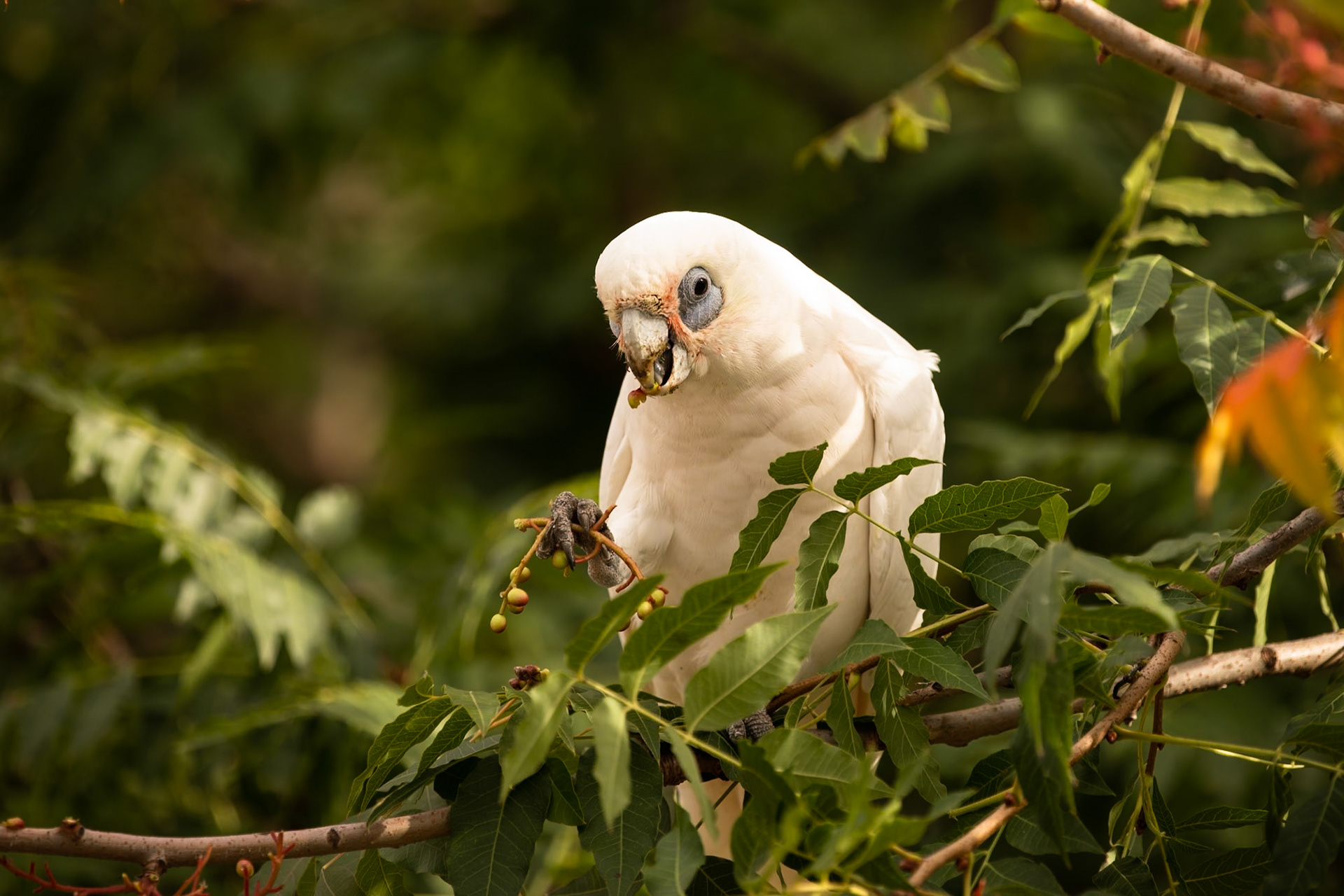 Little corella, near Cooma, New South Wales