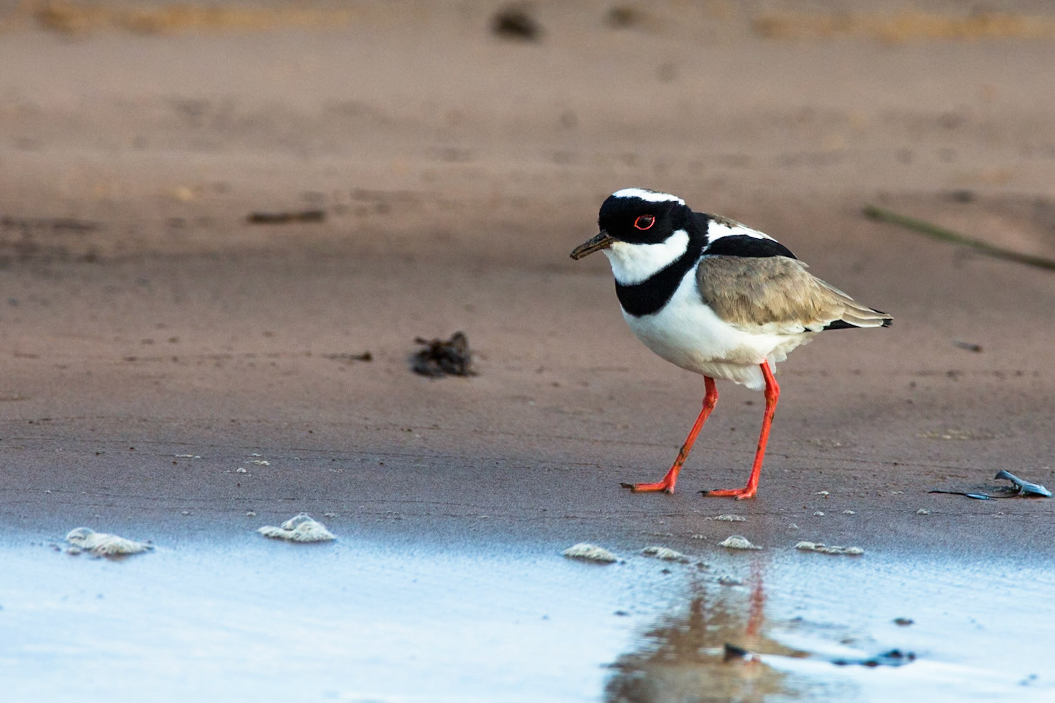 Pied plover, Porto Jofre, Pantanal, Brazil