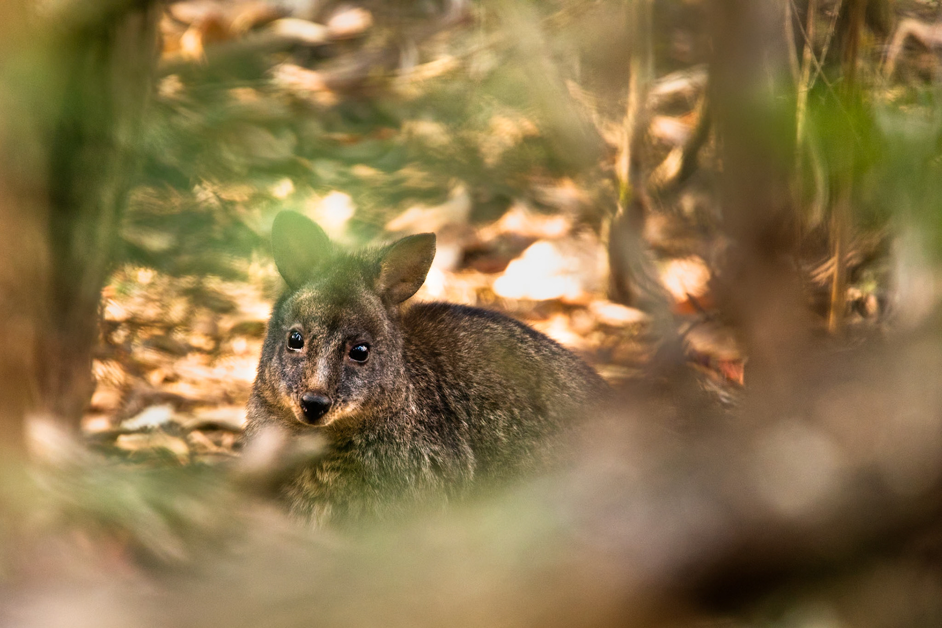 Pademelon, Fern Tree, Huon road, Hobart, Tasmania