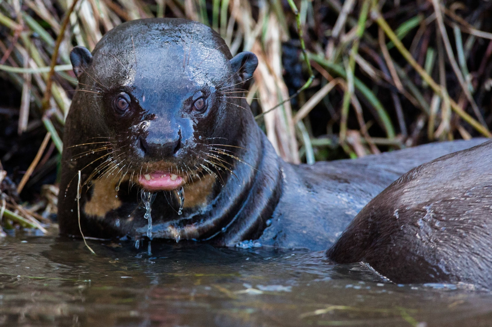 Giant otter, Porto Jofre, Pantanal, Brazil
