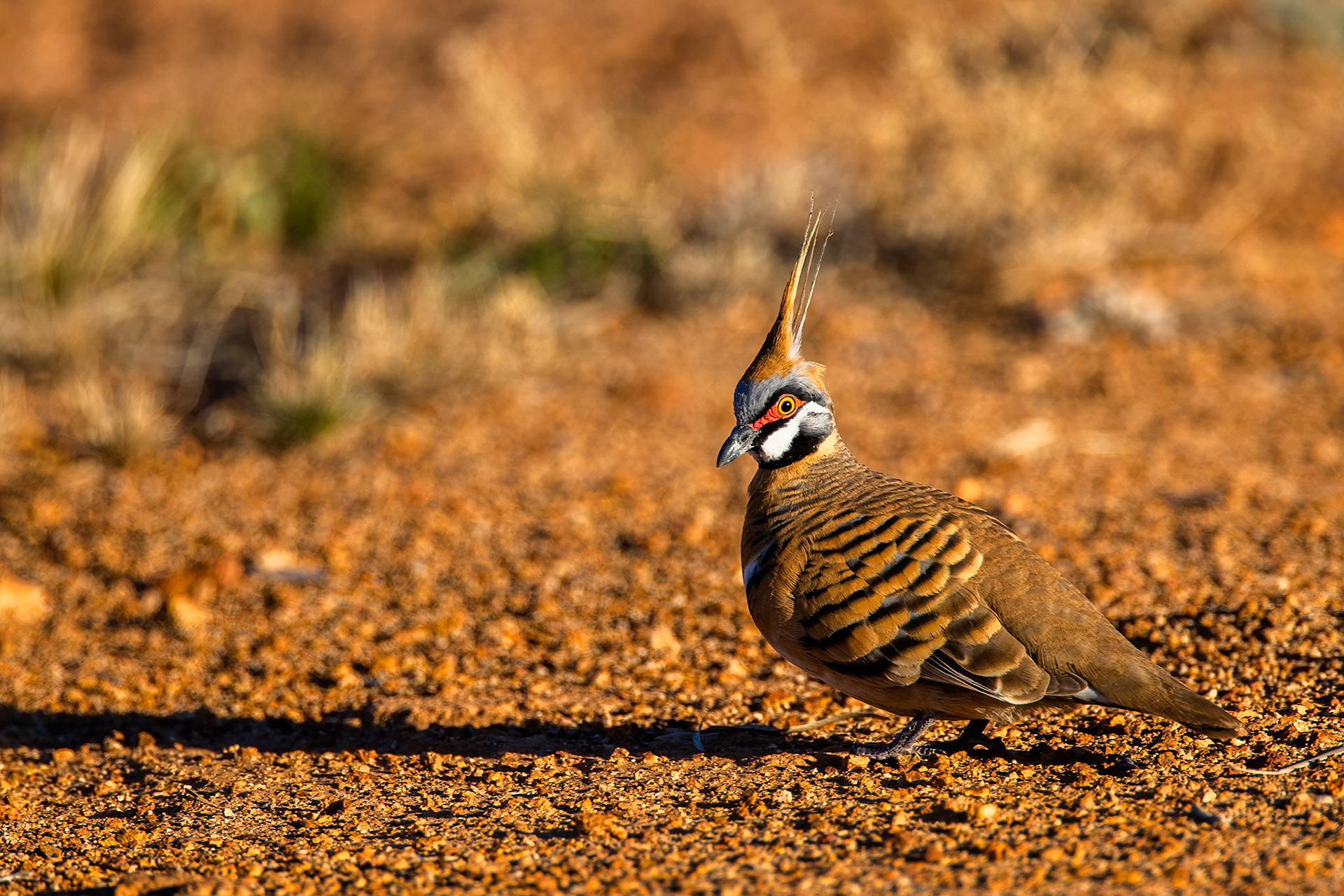 Spinifex pigeon, Bladensberg National Park, Winton, Queensland, Australia