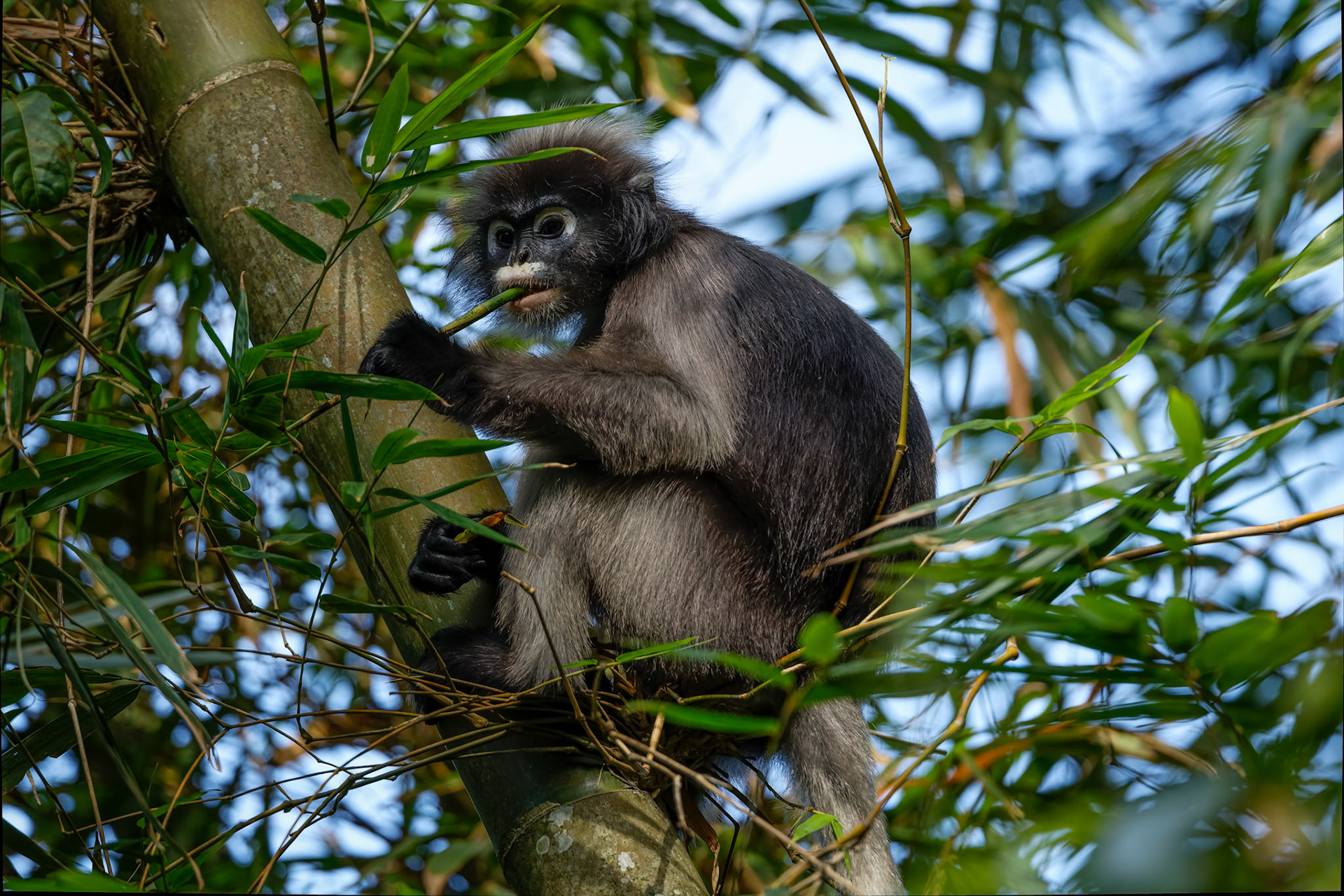 Dusky langur, Khaeng Krackan National Park, Thailand