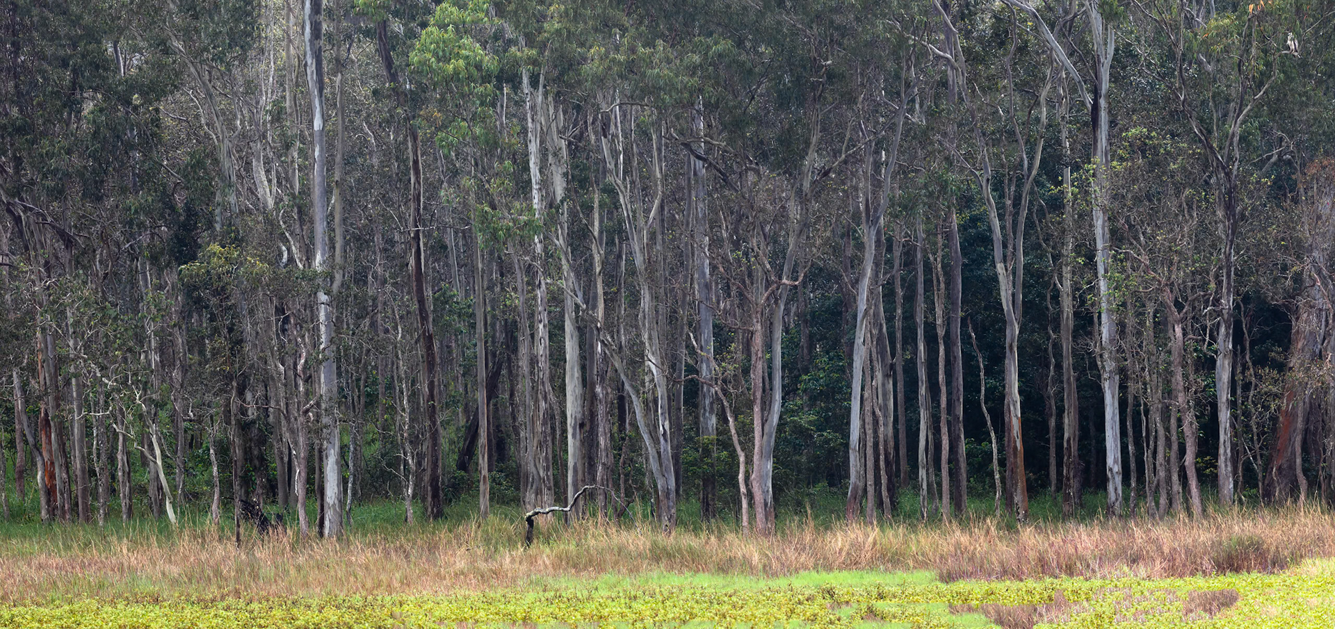 Hasties swamp bird hide, Carrington, Queensland