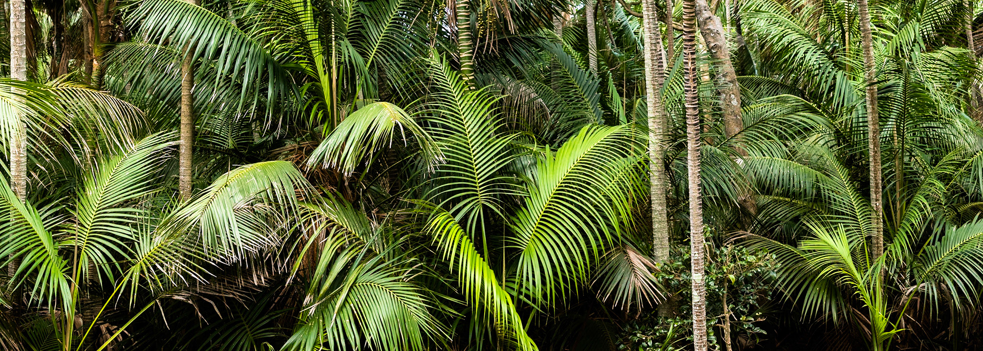 Kentia palms, Lord Howe Island, New South Wales, Australia