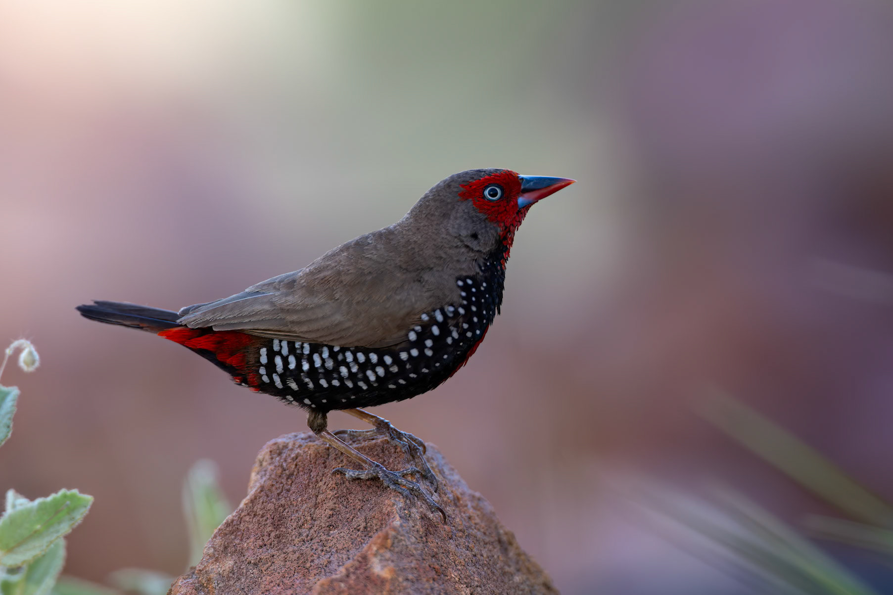 Painted firetail, Mt Isa, Queensland, Australia