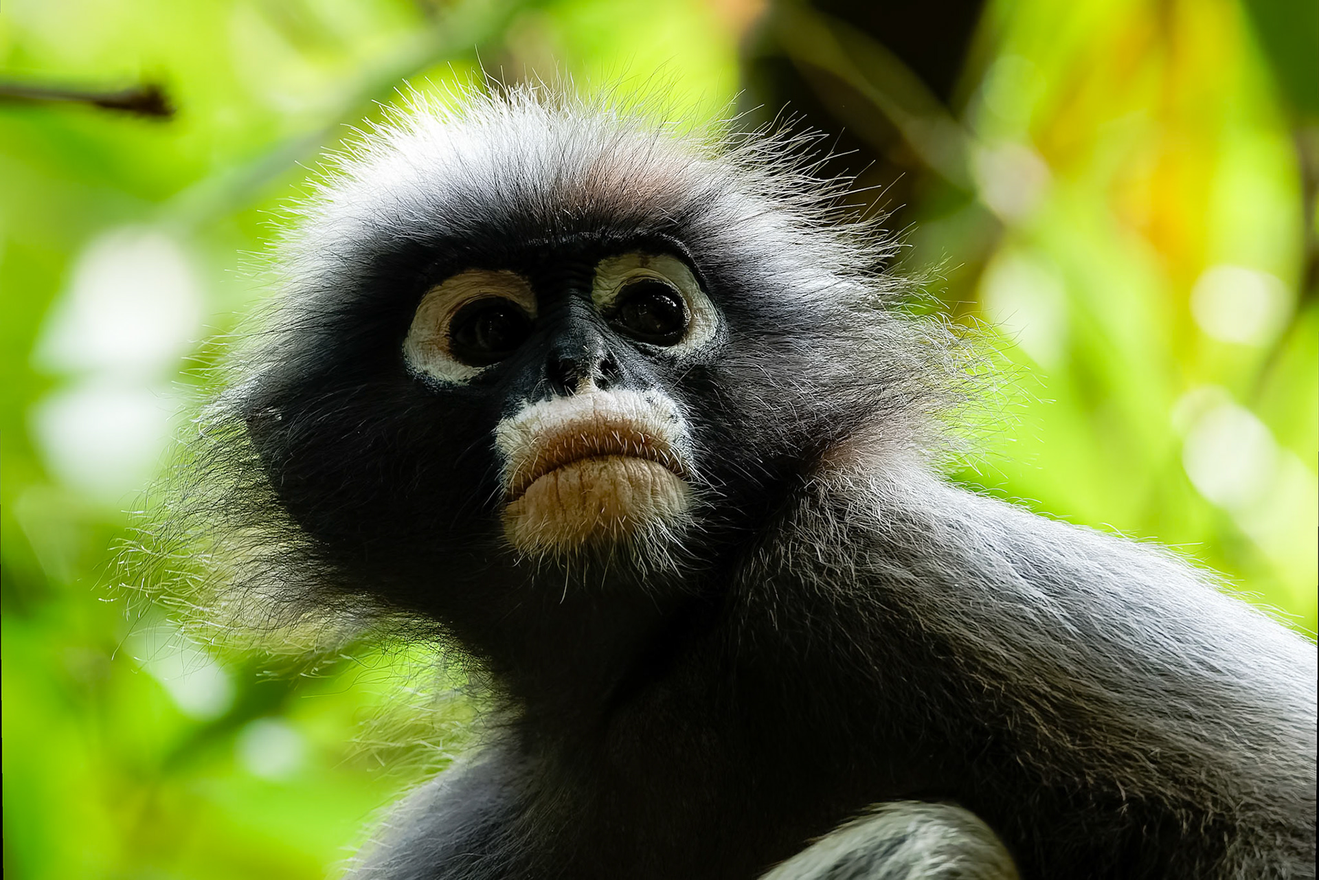 Dusky langur, Khaeng Krackan National Park, Thailand
