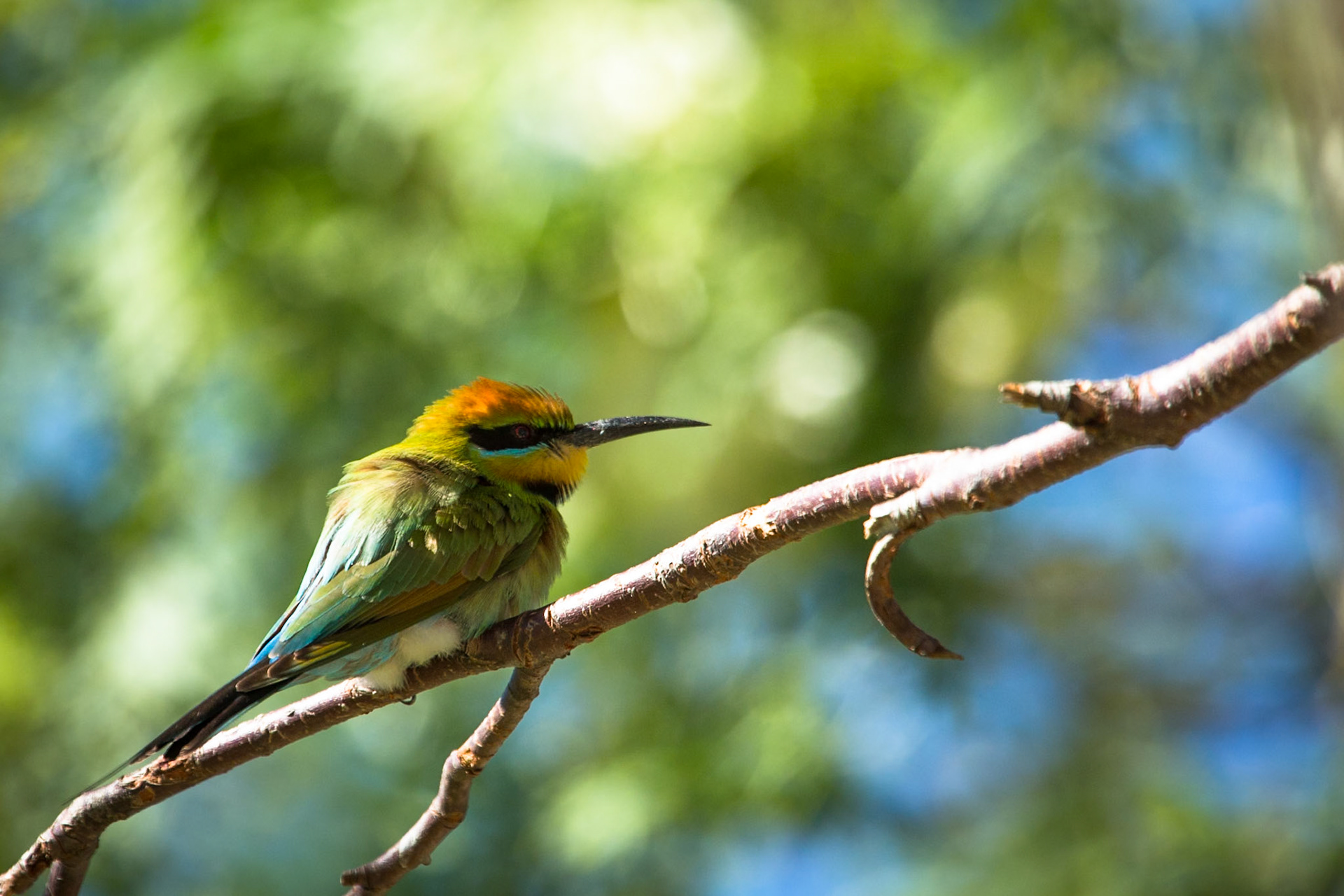 Rainbow bee-eater, El Questro Wilderness Park, The Kimberly, Western Australia