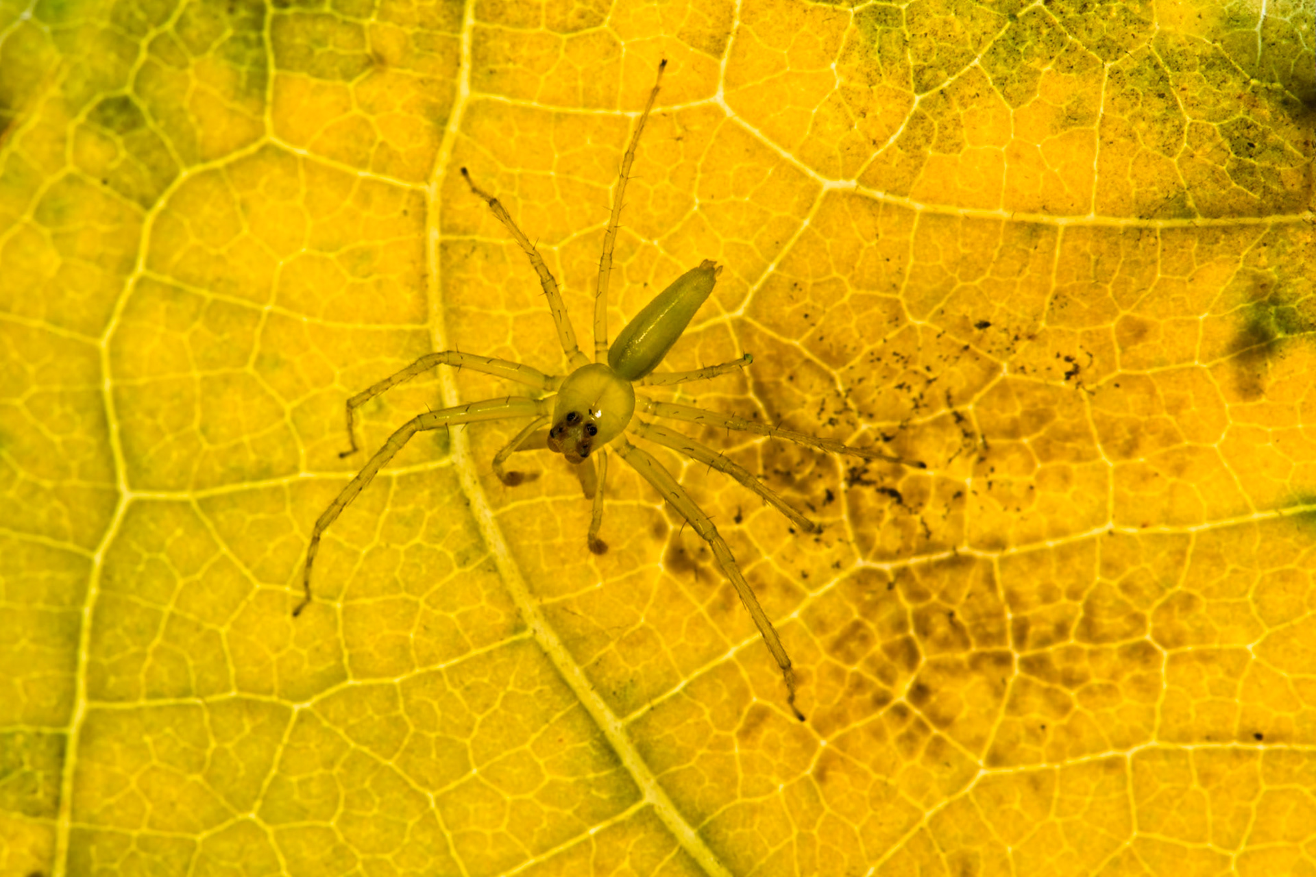 Magnolia jumping spider, Villa Lapas, Costa Rica