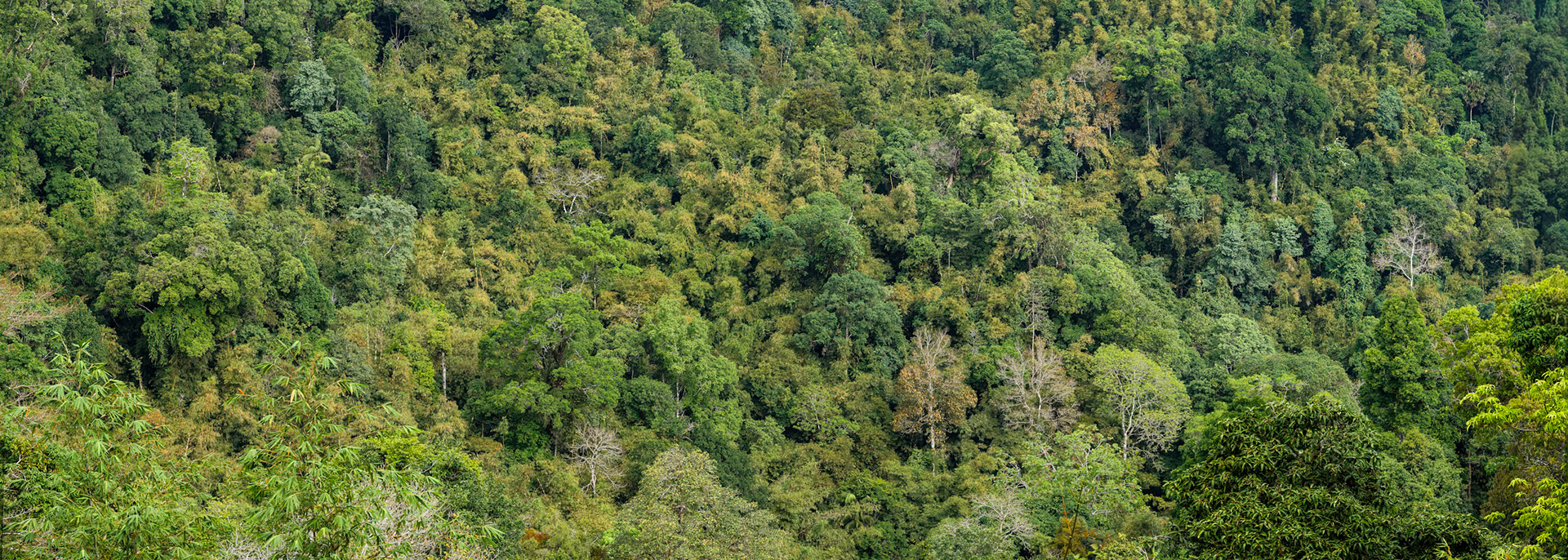Landscape, Khaeng Krackan National Park, Thailand