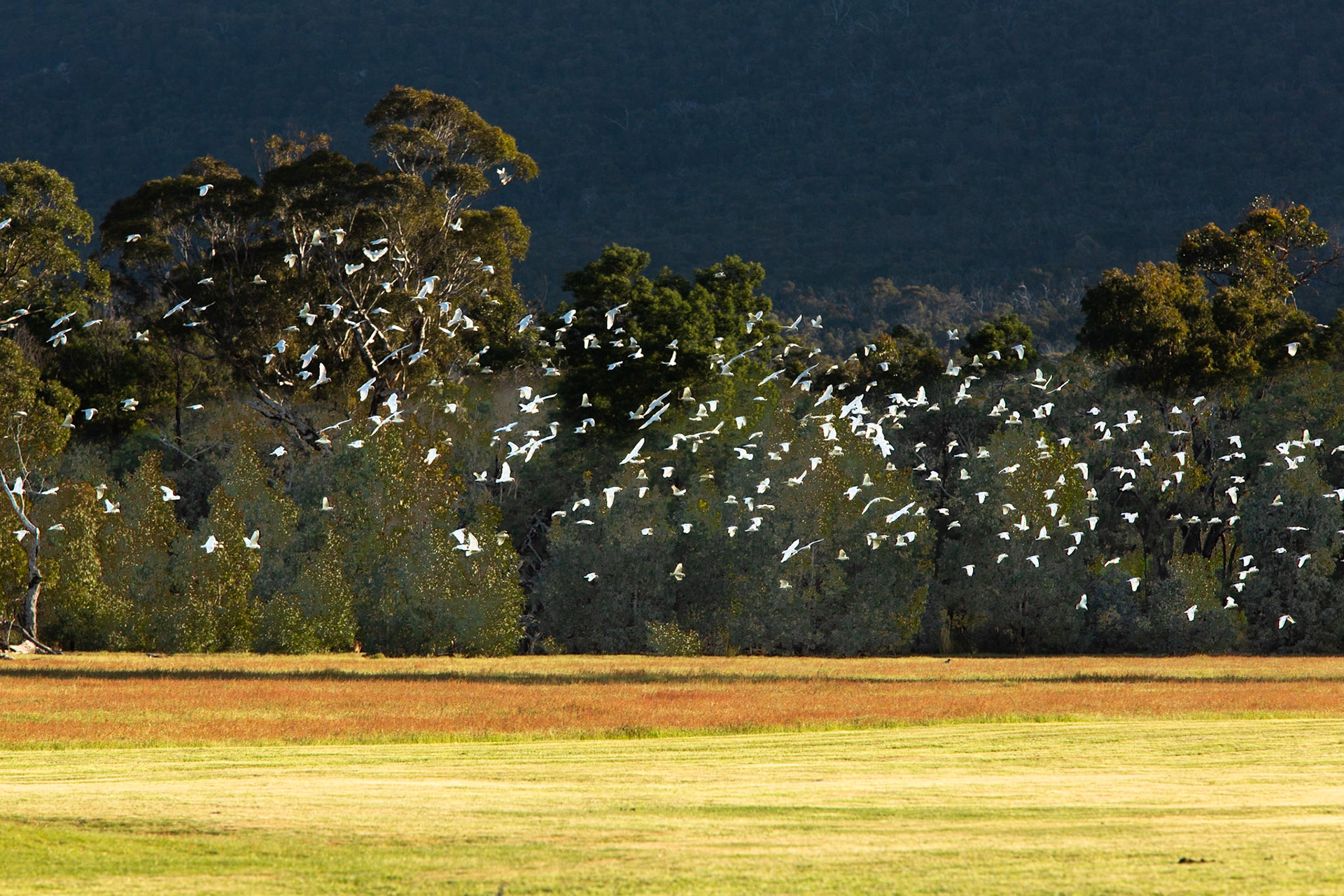Long-billed correlas, Eagle Wings Rise, Hall's Gap, The Grampians, Victoria