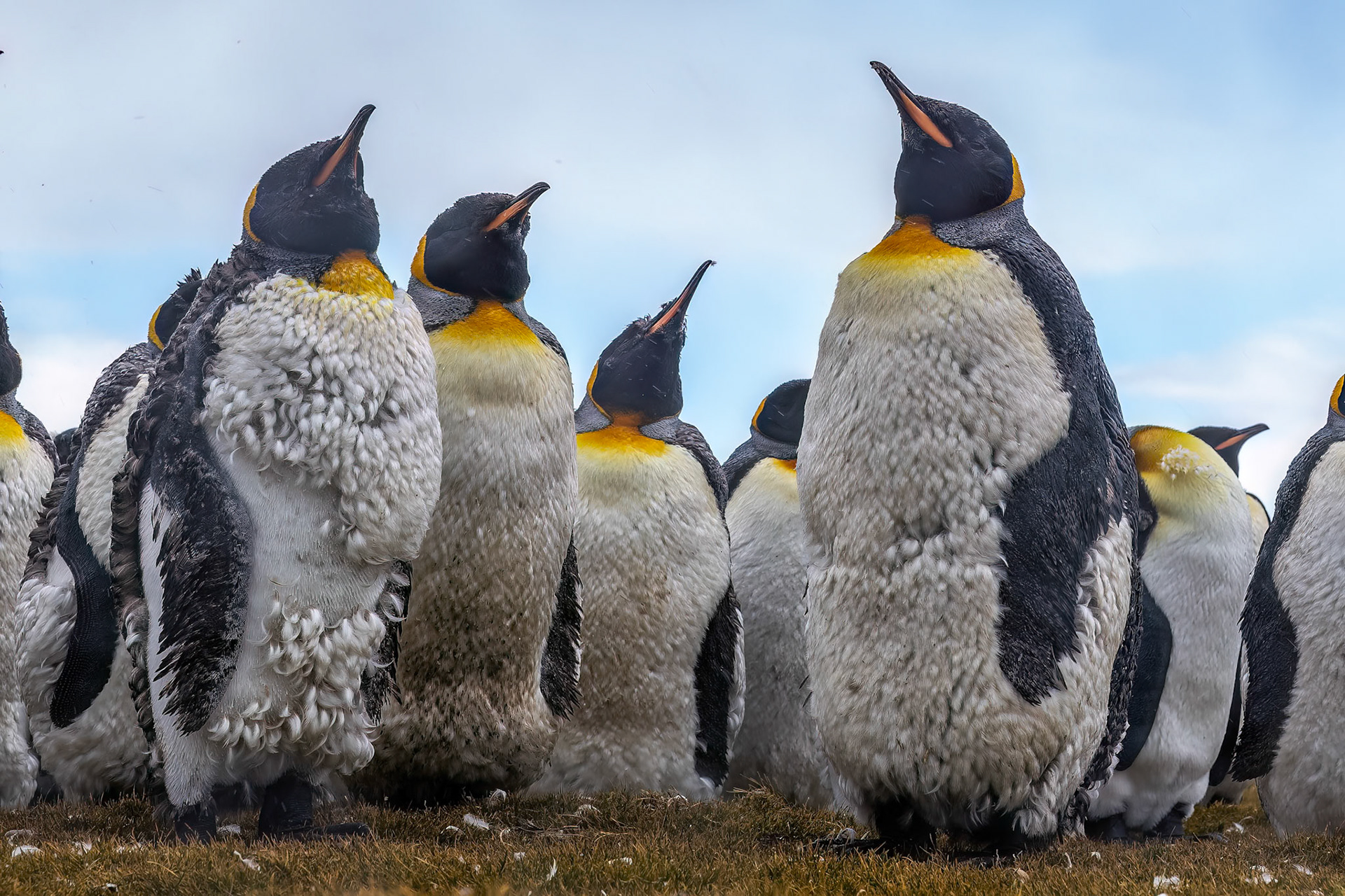 King penguin, Volunteer Point, Stanley, Falkland Islands