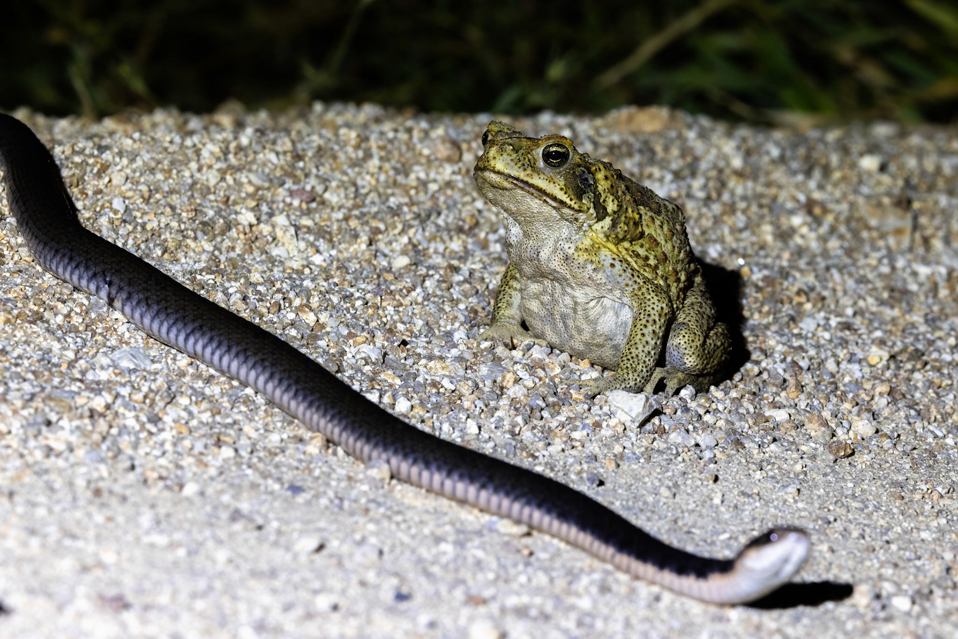 Cane toad and keelback snake, Kutini-Payamu (Iron Range) National Park, Cape York Penninsula, Queensland