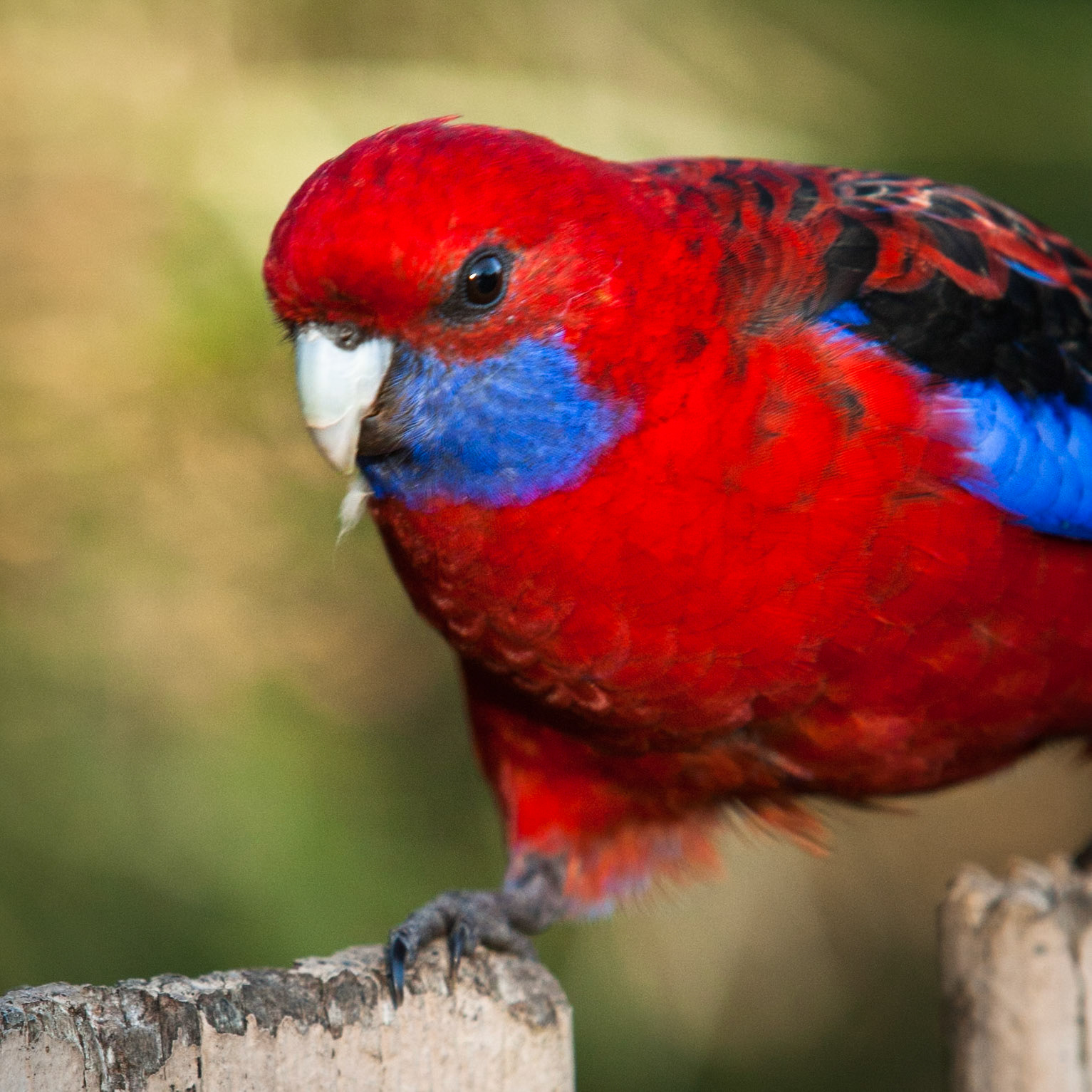 Lamington National Park, Queensland