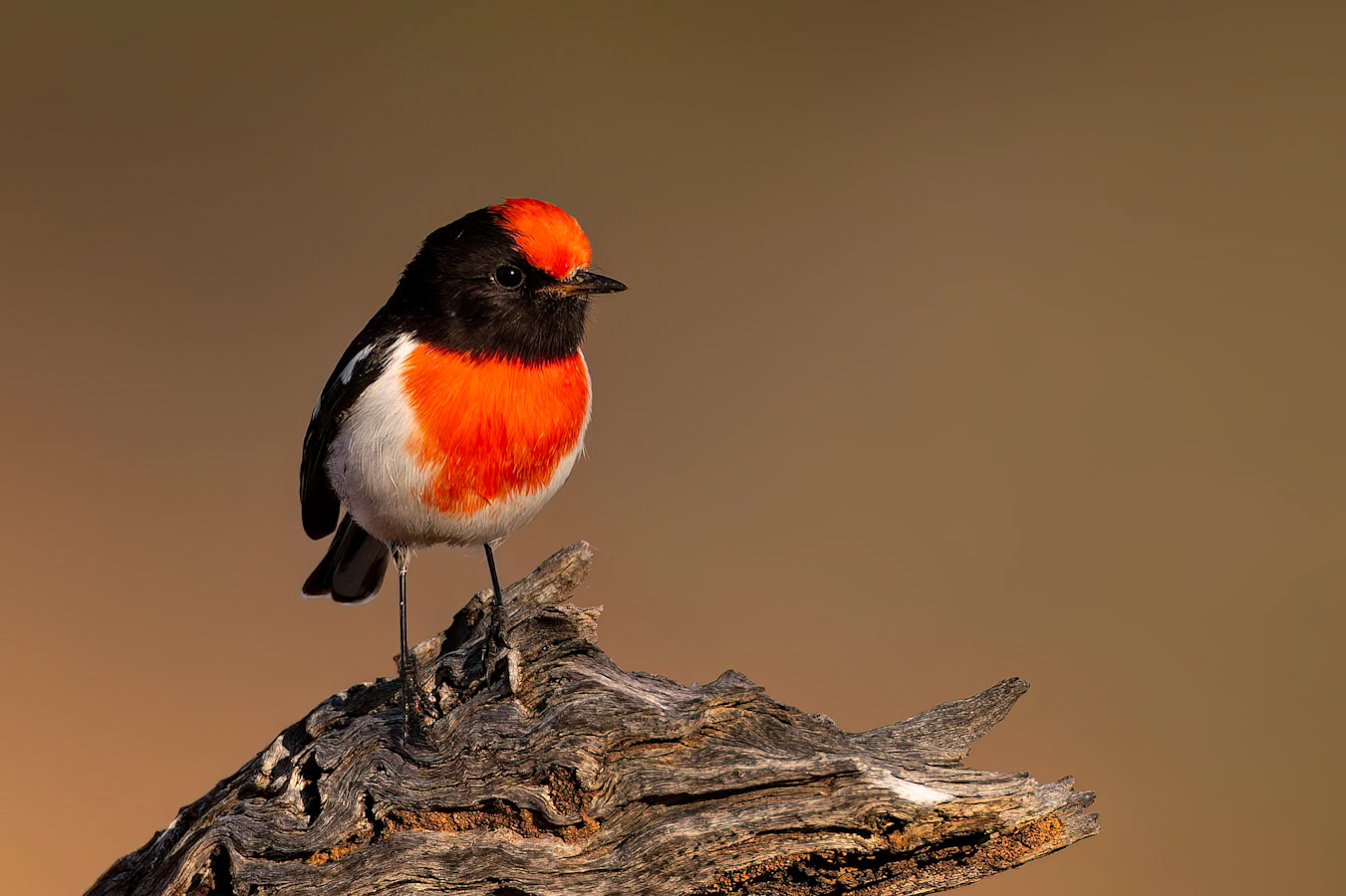 Red-capped robin, Eromanga to Thargomindah, Queensland, Australia
