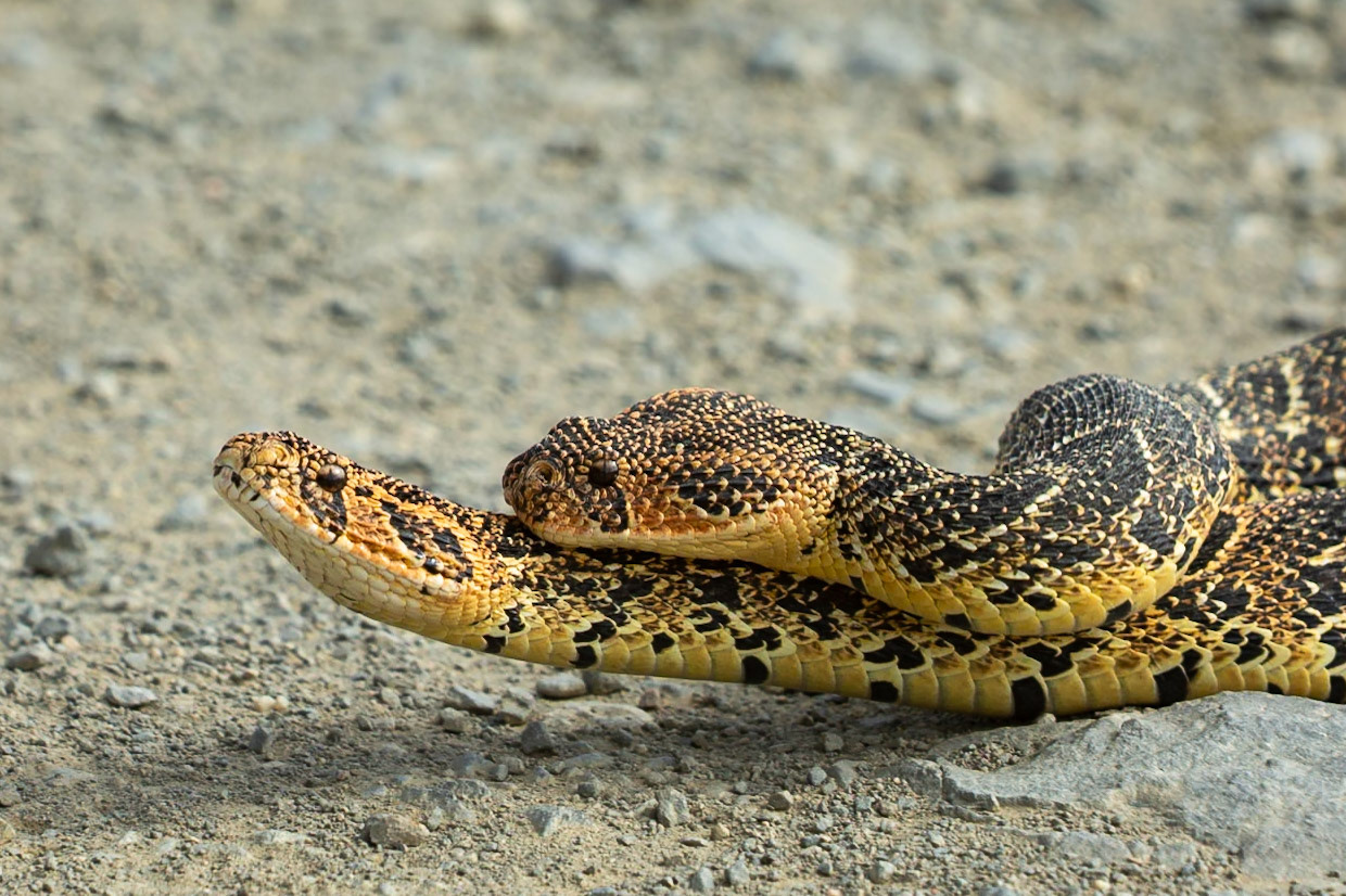 Two male puff adders fighting for mating rights (a test of strength), Koppie Alleen, De Hoop