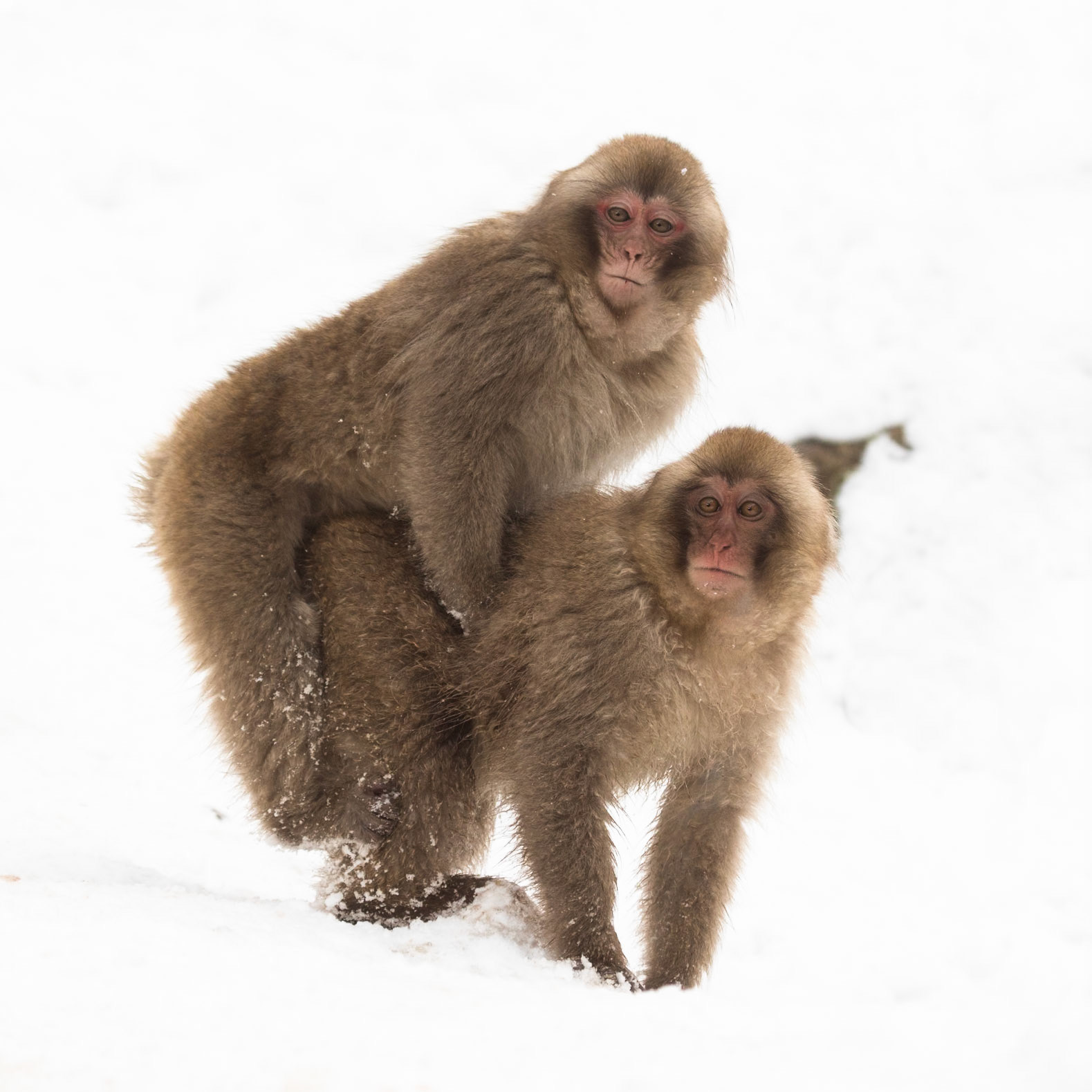 Jigokudani Yaen-Koen, Snow Monkeys, Yudanaka, Japan