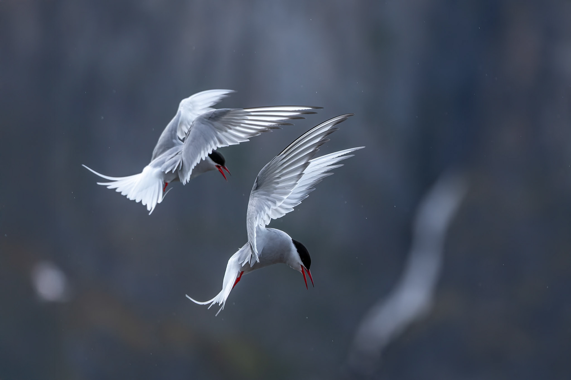Arctic tern, Hamiptonbukka, Svalbard, Norway