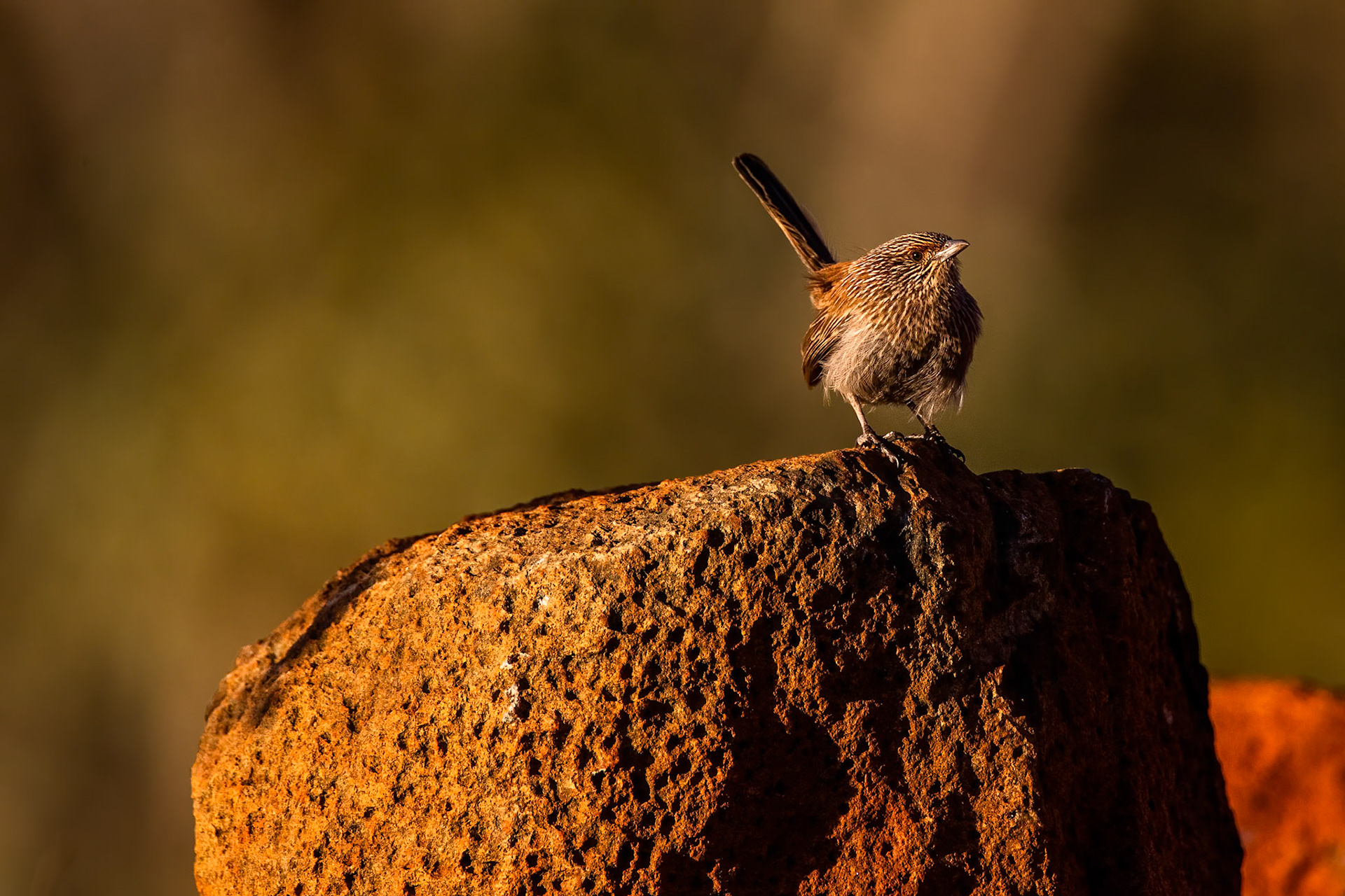 Kalkadoon grasswren, Mount Isa, Queensland, Australia
