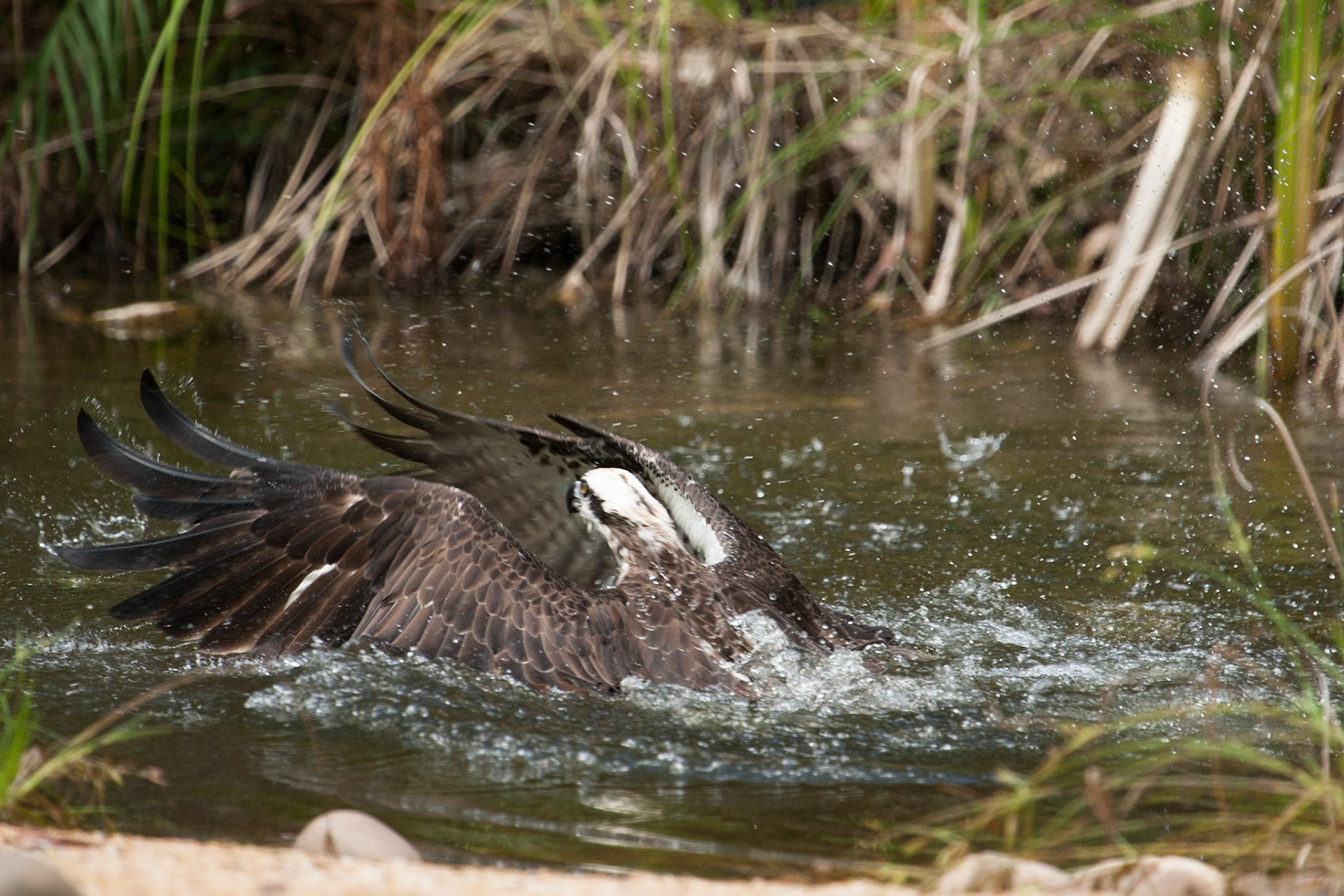 Osprey, Territory Wildlife Park, Darwin