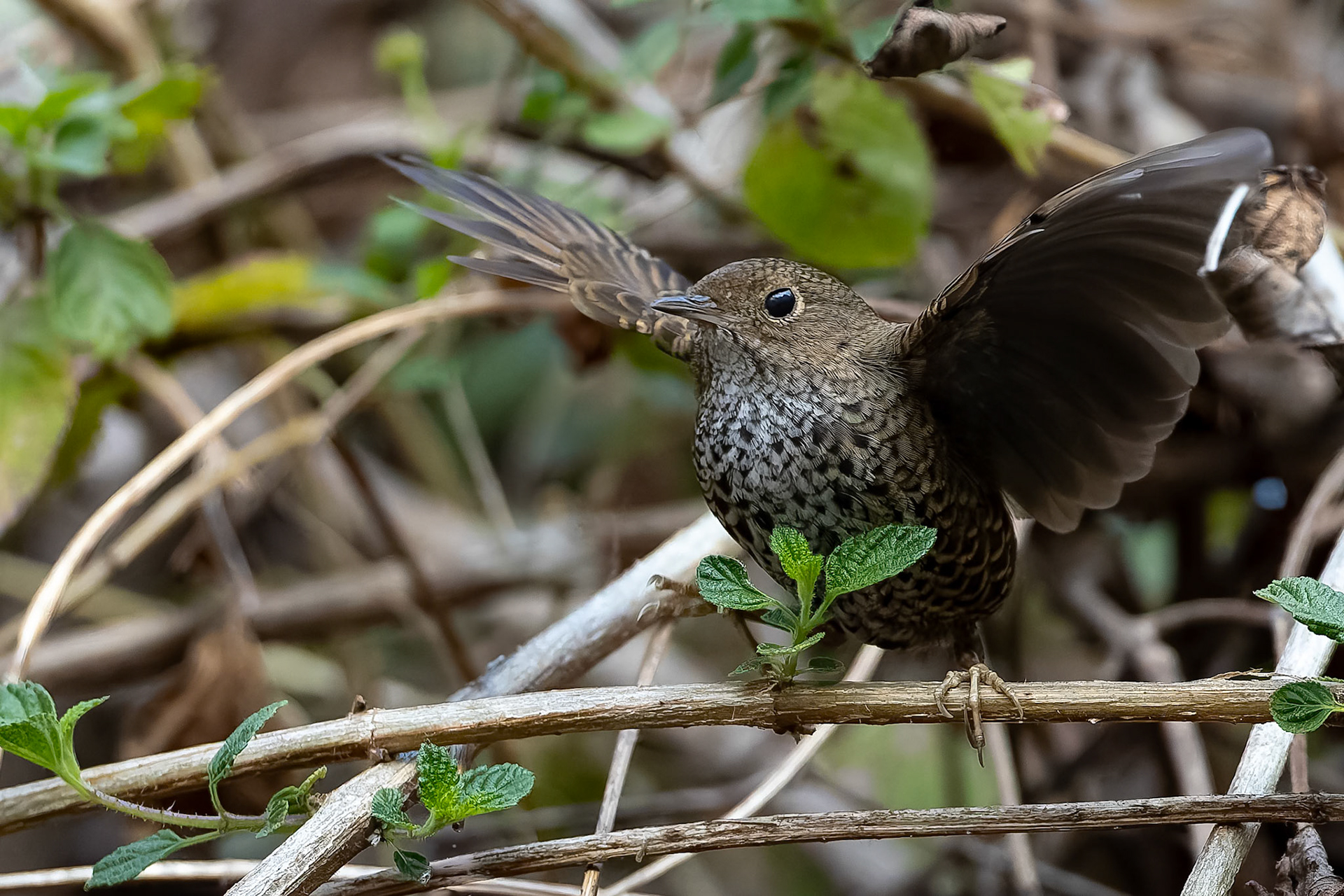 Scaly-breasted cupwing, Corbett Tiger Reserve, India