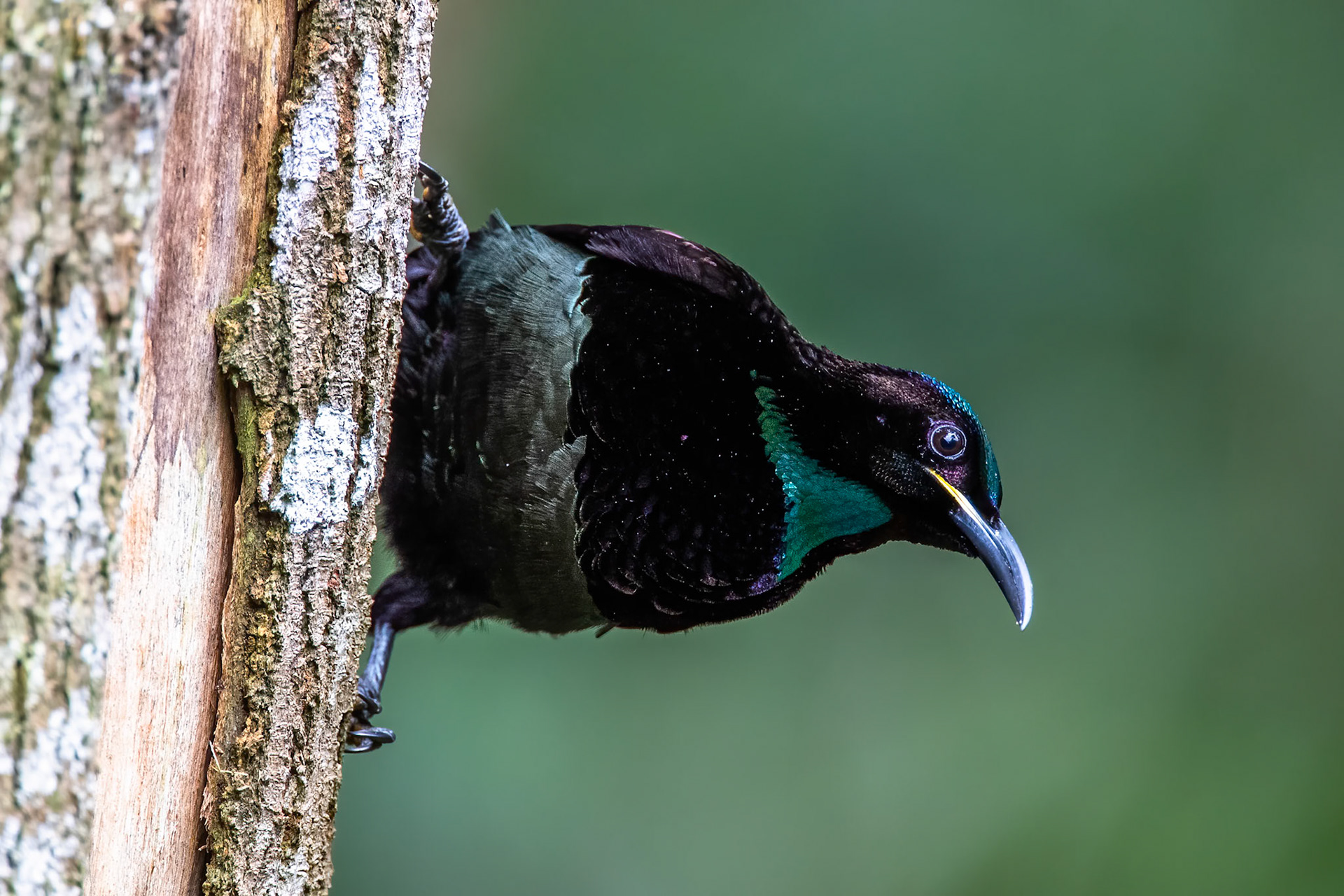 Victoria's riflebird, Lake Eacham, Queensland, Australia