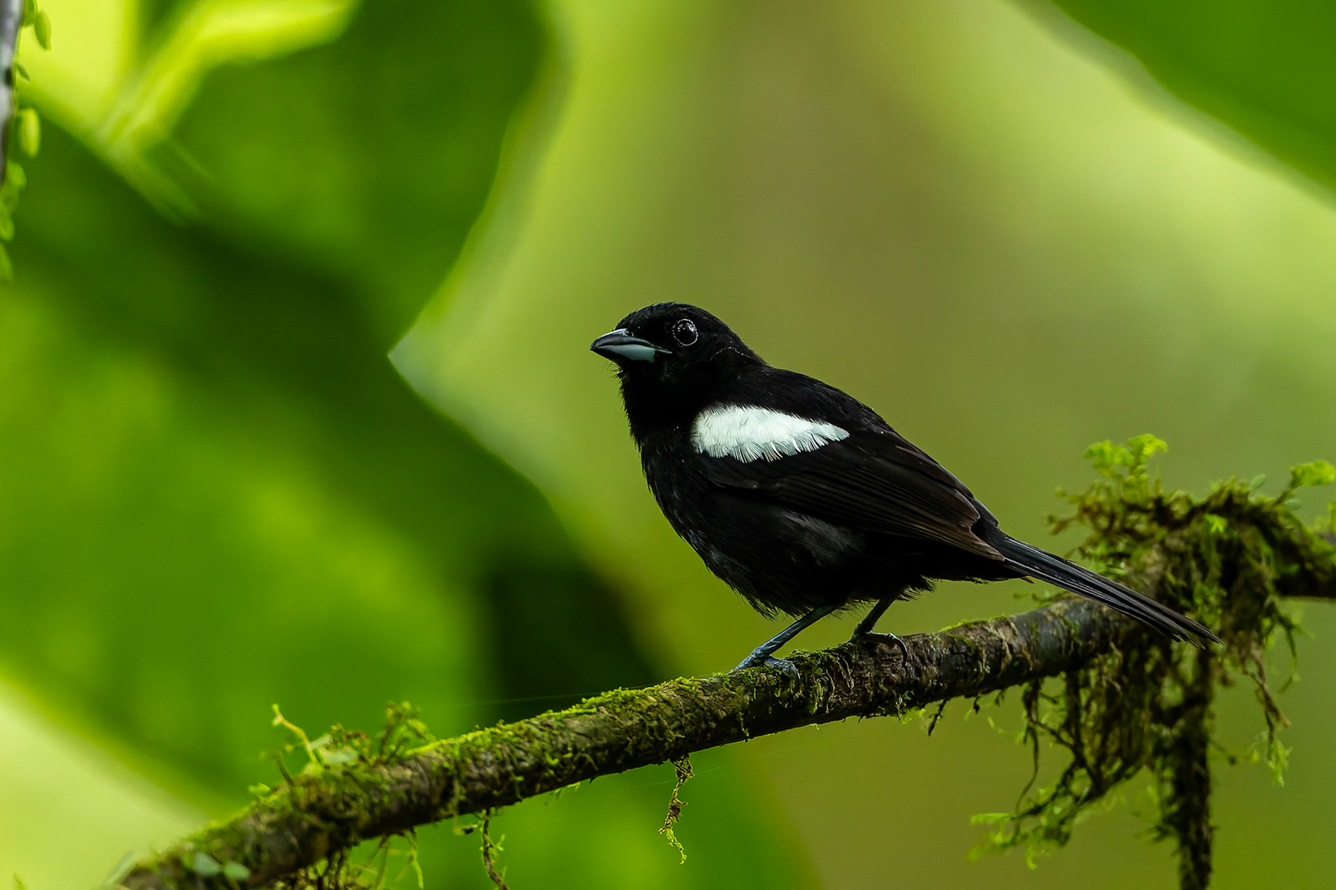 White-shouldered tanager, Umbrella Bird Lodge, Buenaventura Nature Reserve, Ecuador