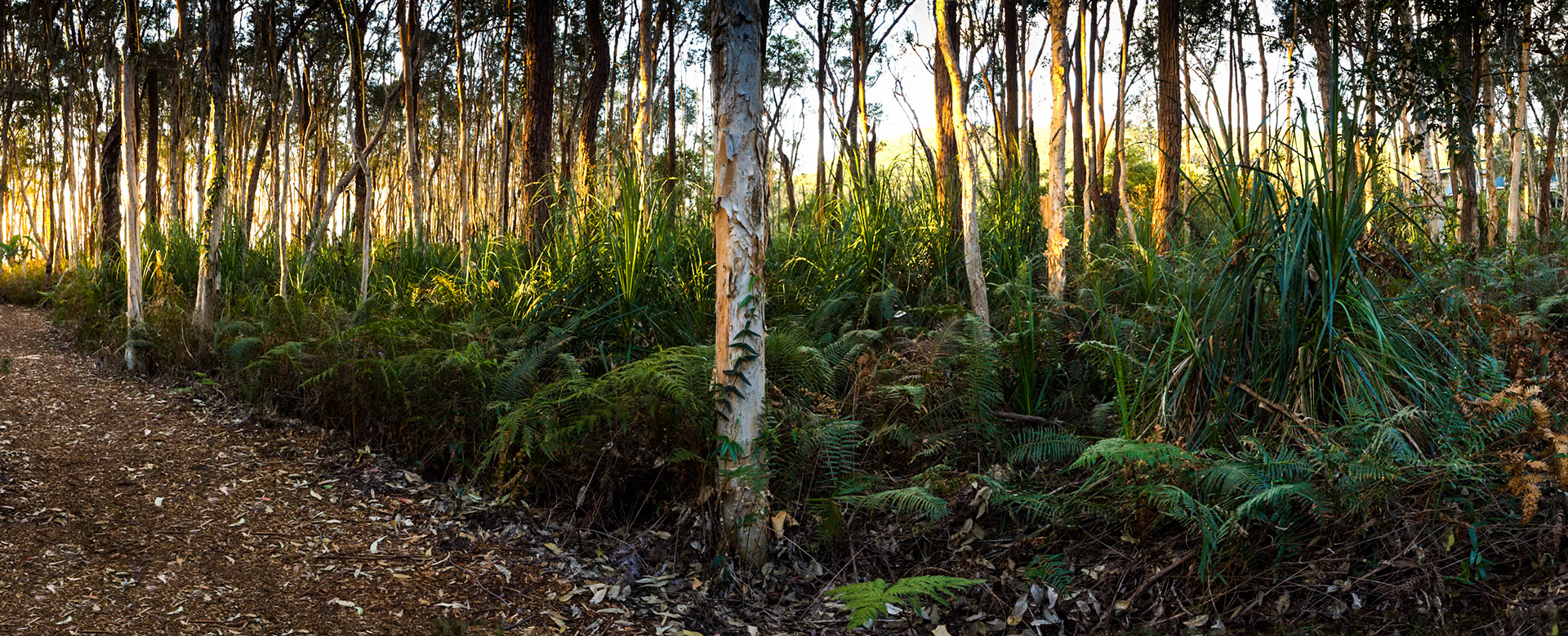 Trees at sunset, Kingfisher Bay Resort, Fraser Island, Queensland