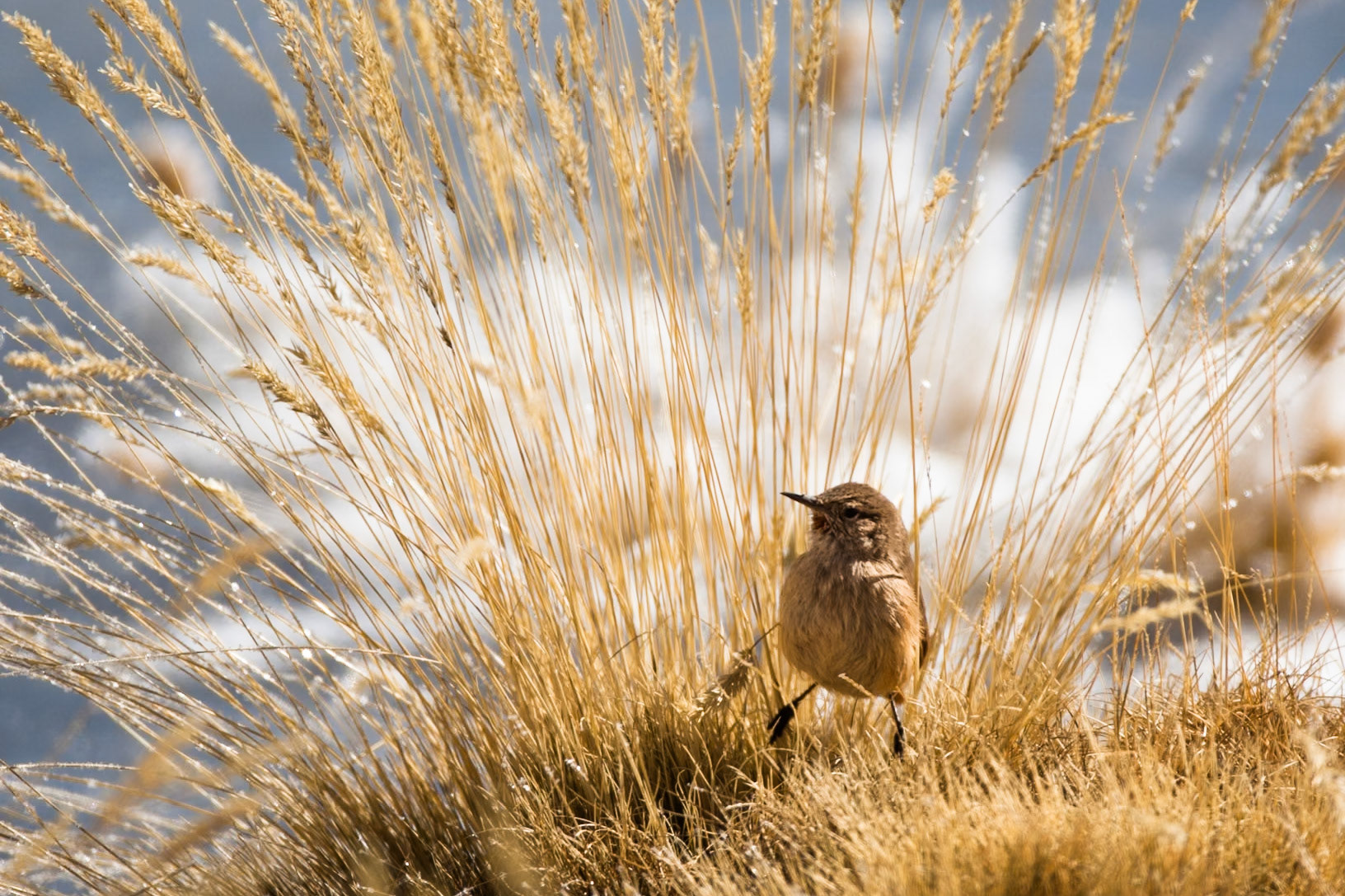 Cordilleran canastero, Altiplano wetlands, Atacama, Chile