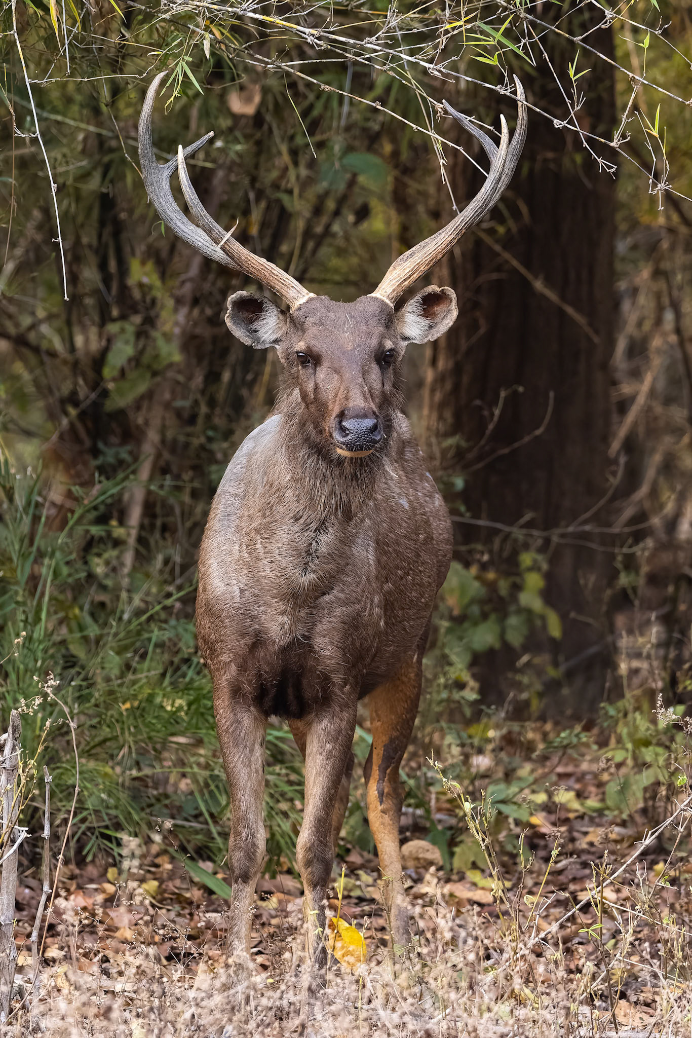 Sambar deer, Khana, India