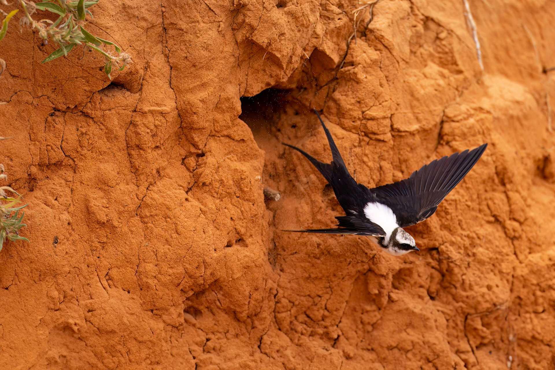 White-backed swallow, Boulia to Birdsville, Queensland, Australia