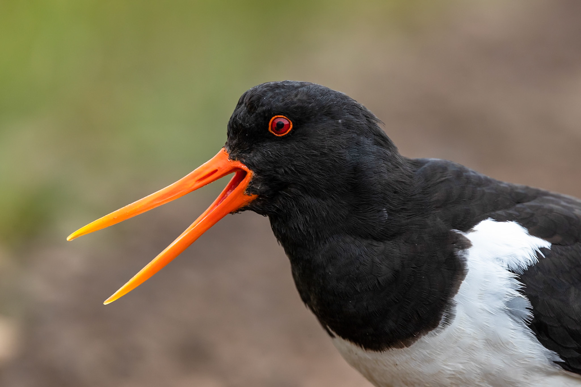 Eurasian oystercatcher, near Saubæjarkirkja, Rauðasandur, Westfjords, Iceland