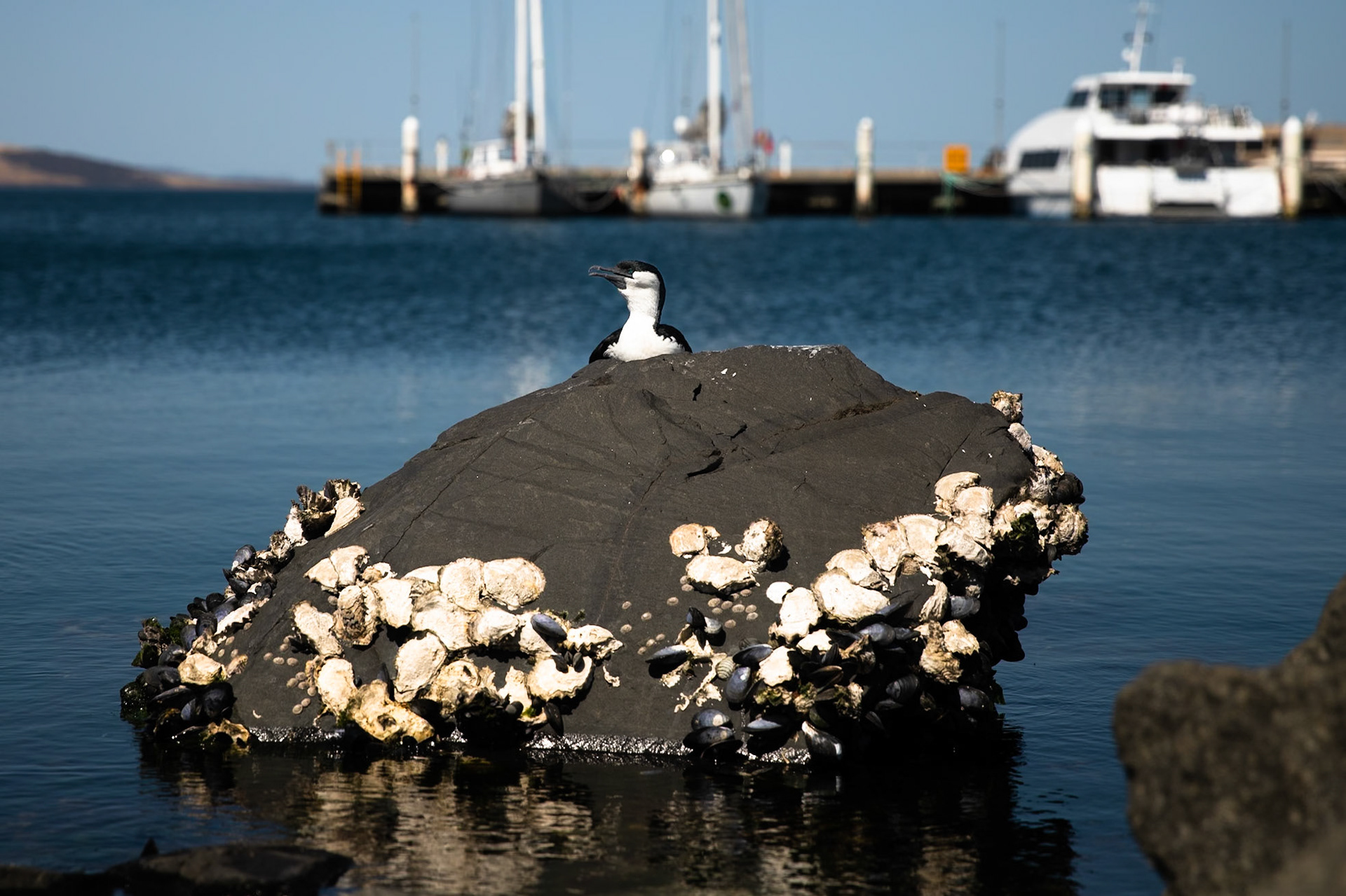 Black-faced comorant, Hobart, Tasmania