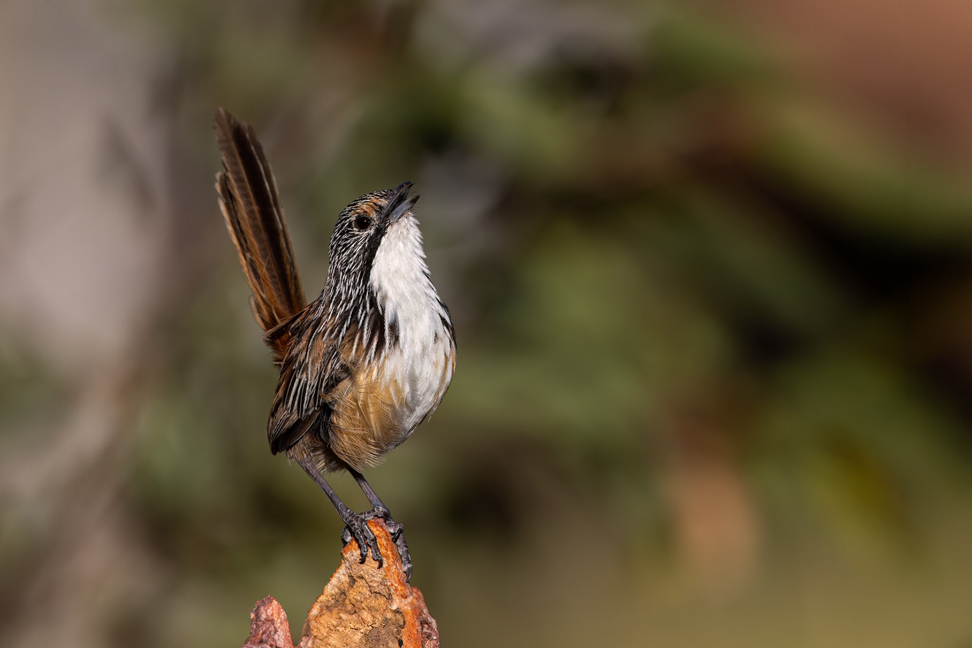 Carpentarian grasswren, Mt Isa, Queensland, Australia